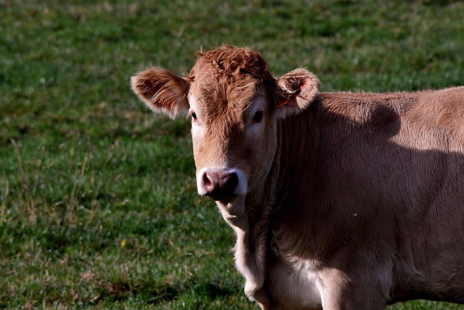 Nikon D500 sample photo. Cow, herkauwer, mammal photography