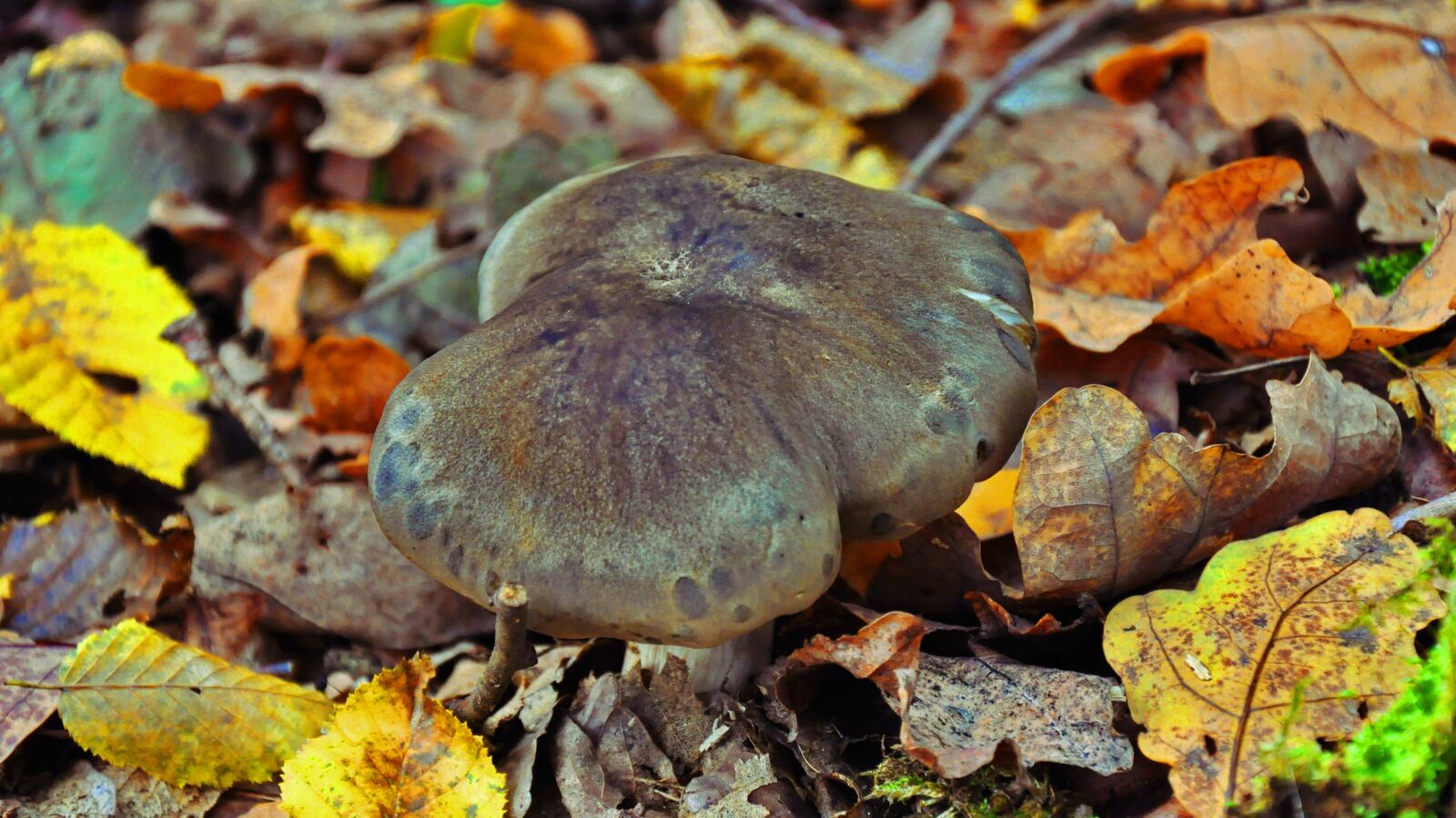 Nikon D90 sample photo. Mushroom, autumn, nature photography