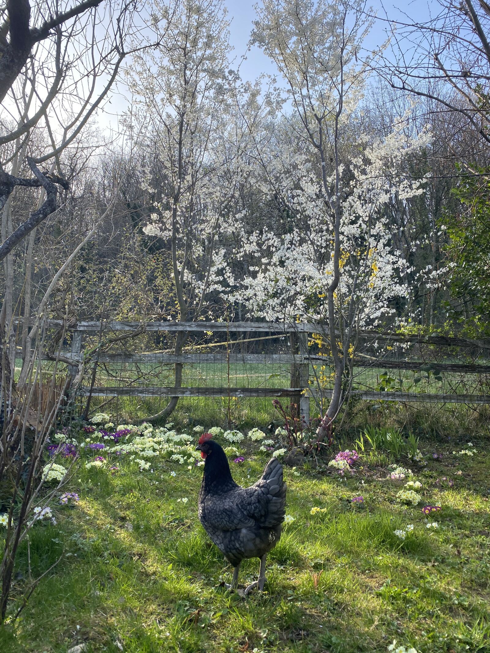 Apple iPhone 11 Pro sample photo. Spring, garden, hen photography