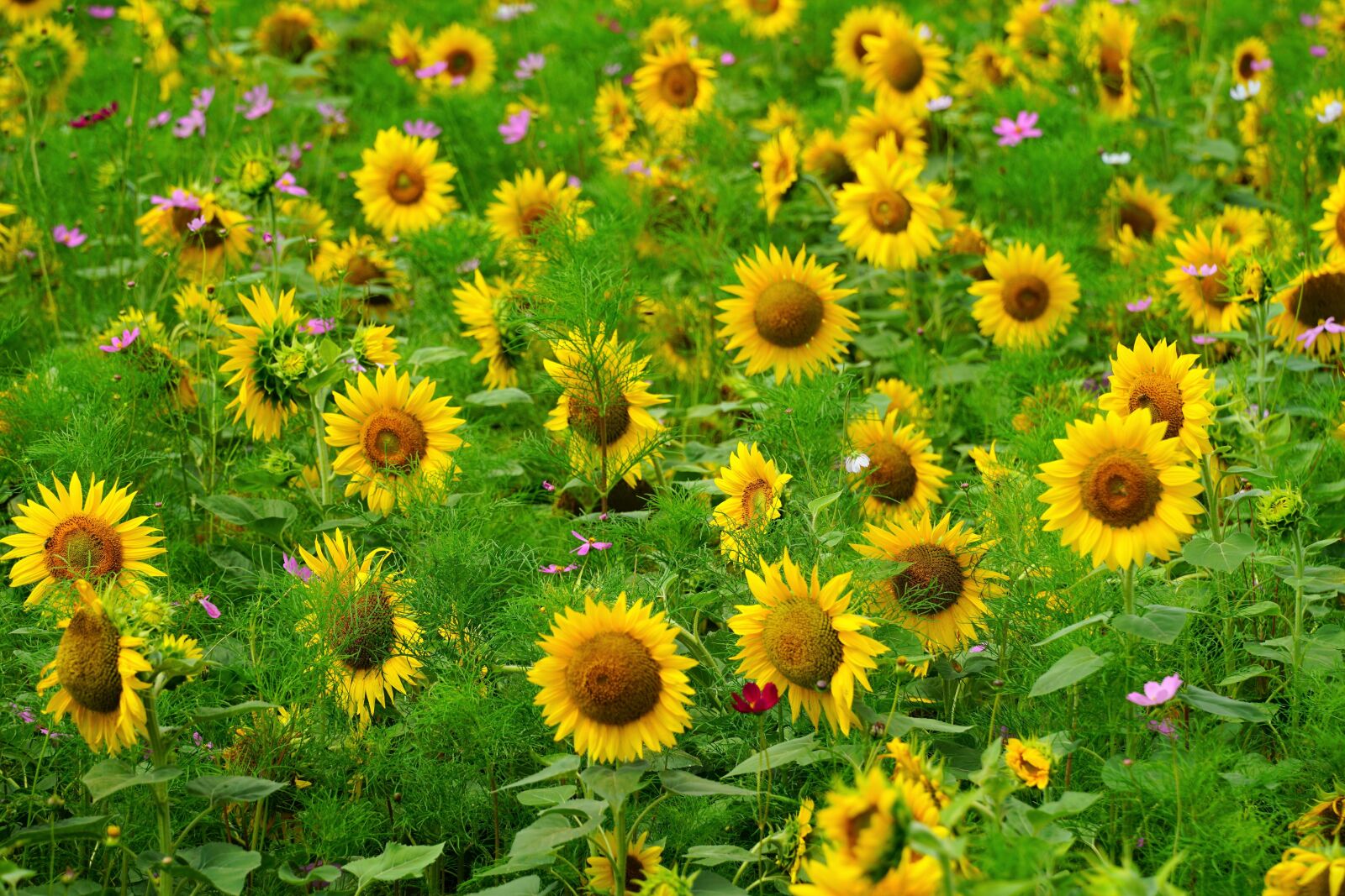 Sony a7R II sample photo. Sunflower, summer, flowr photography