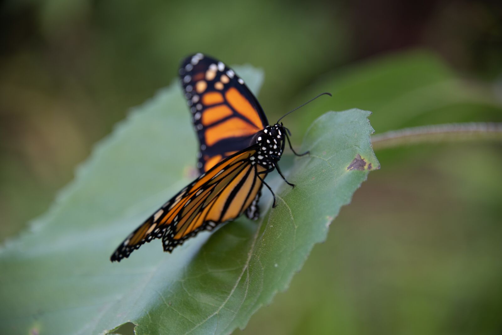 Nikon D850 sample photo. Monarch, butterfly, insect photography