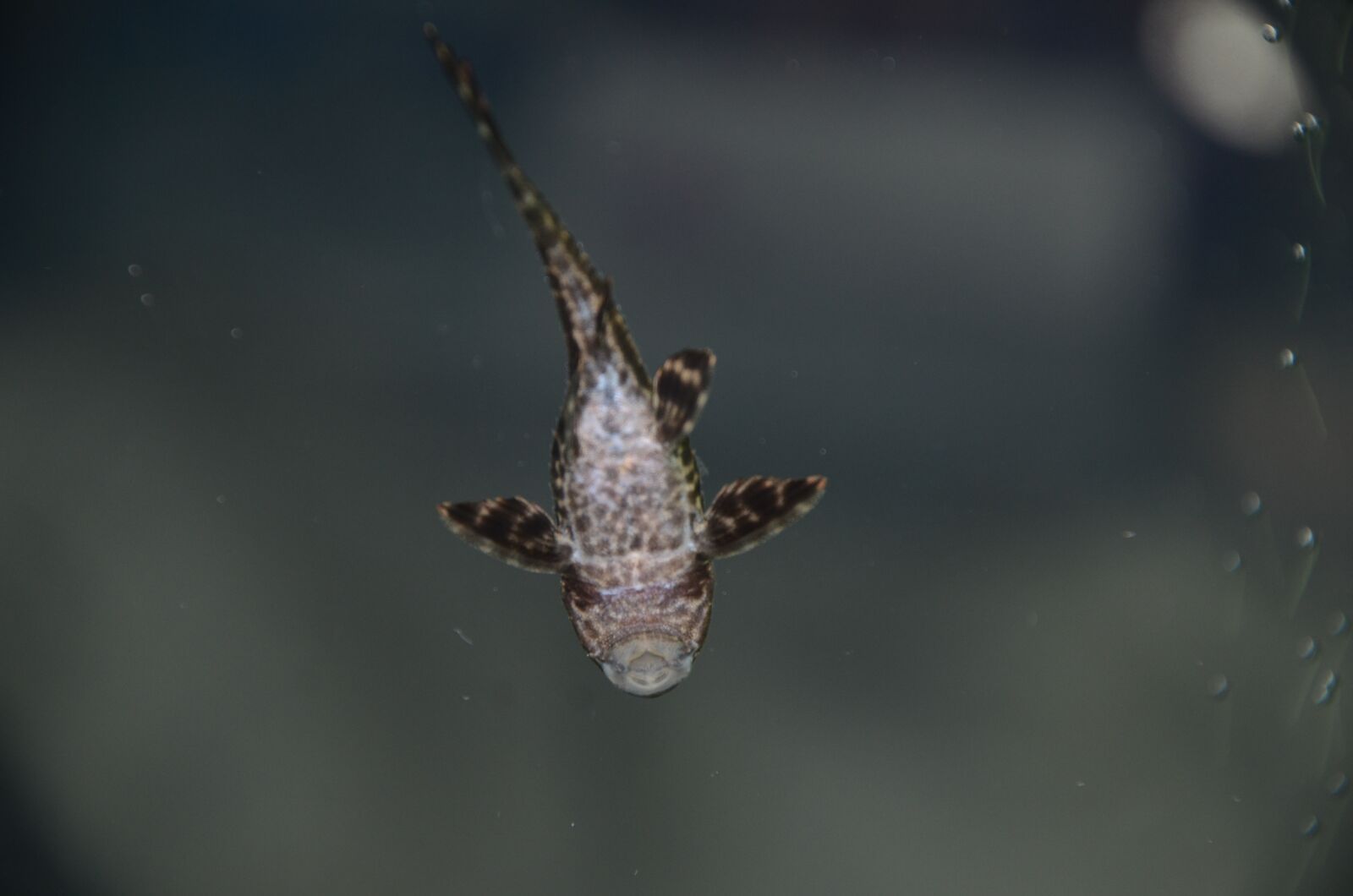 Nikon D7000 sample photo. Fish, aquarium, pink fish photography