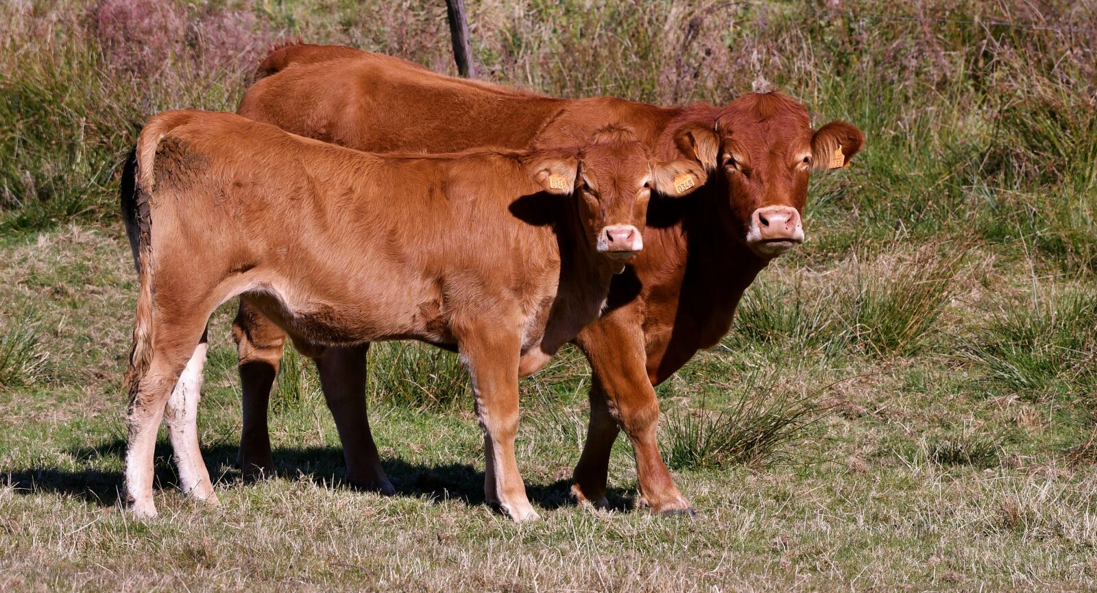 Nikon D500 sample photo. Cow, calf, mammal photography