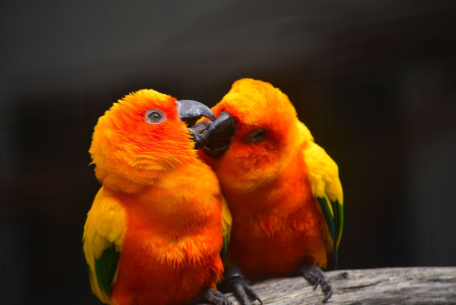 Nikon D3400 sample photo. Parrot, kissing, bird photography
