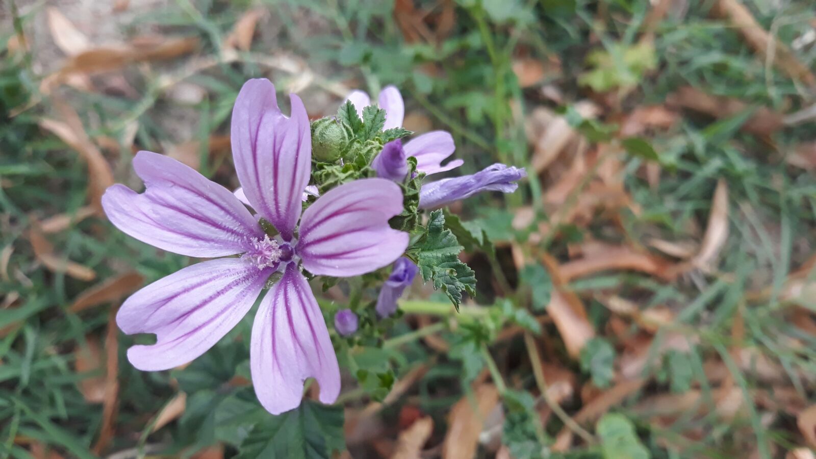 Samsung Galaxy J7 sample photo. Flower, violet, summer photography