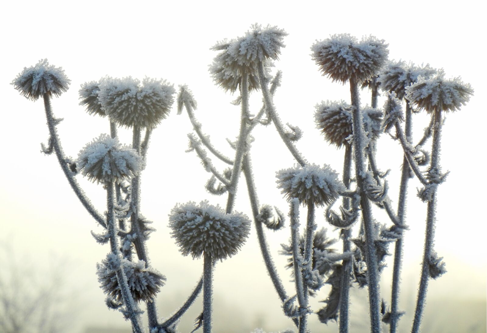 Nikon Coolpix S8100 sample photo. Hoarfrost, thistles, frost photography