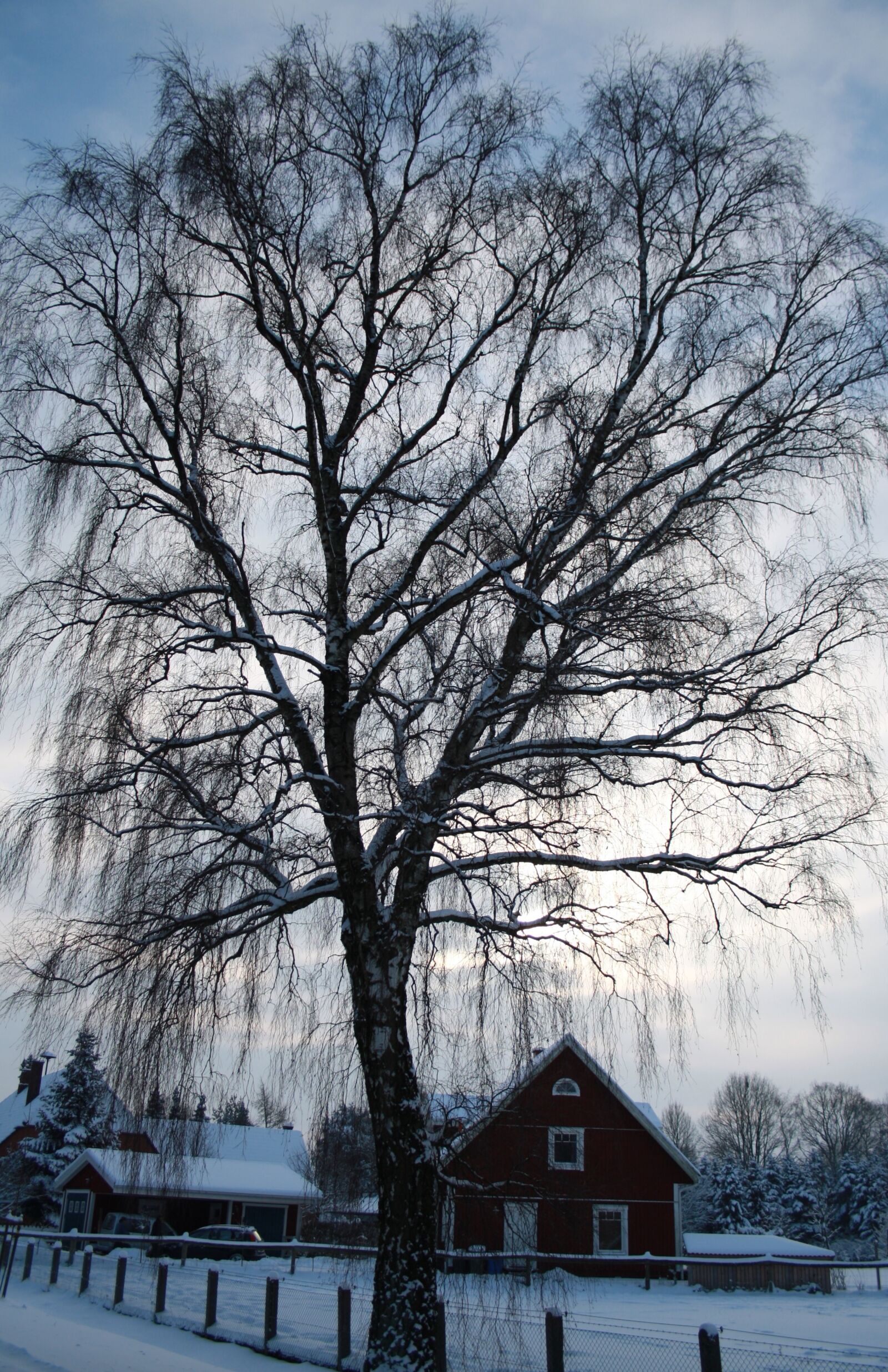 Canon EOS 1000D (EOS Digital Rebel XS / EOS Kiss F) sample photo. Tree, light, winter photography