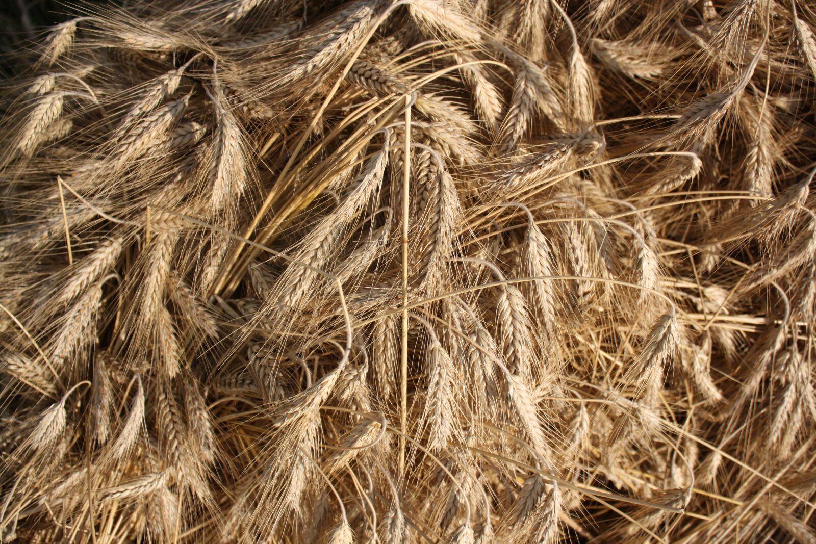 Canon EOS 1000D (EOS Digital Rebel XS / EOS Kiss F) sample photo. Hay, straw, field photography