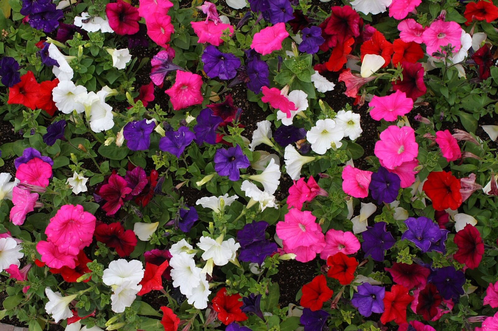 Canon EOS 400D (EOS Digital Rebel XTi / EOS Kiss Digital X) sample photo. Petunia, flowers, colorful photography
