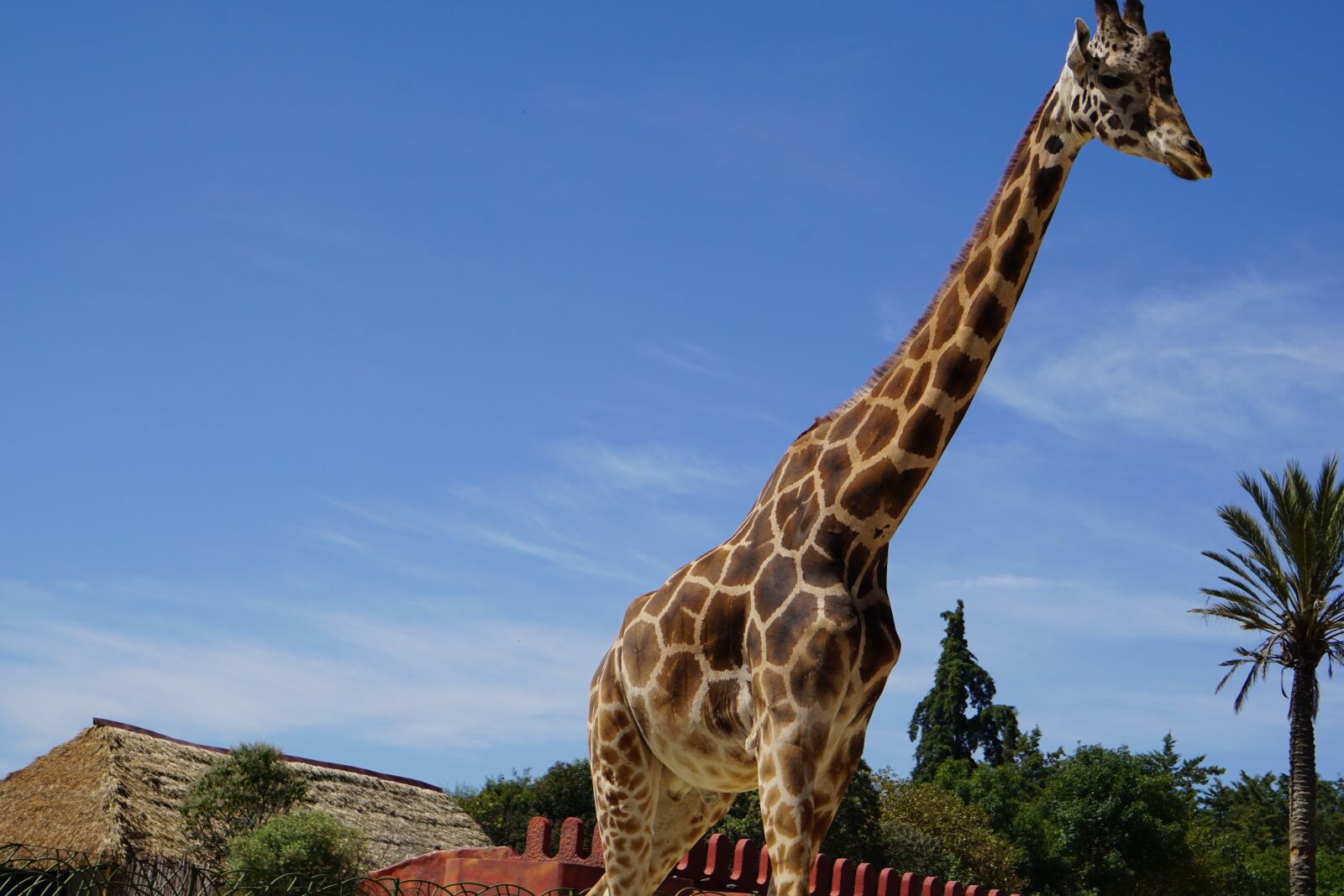 Sony a5100 sample photo. Giraffe, animal, animals photography
