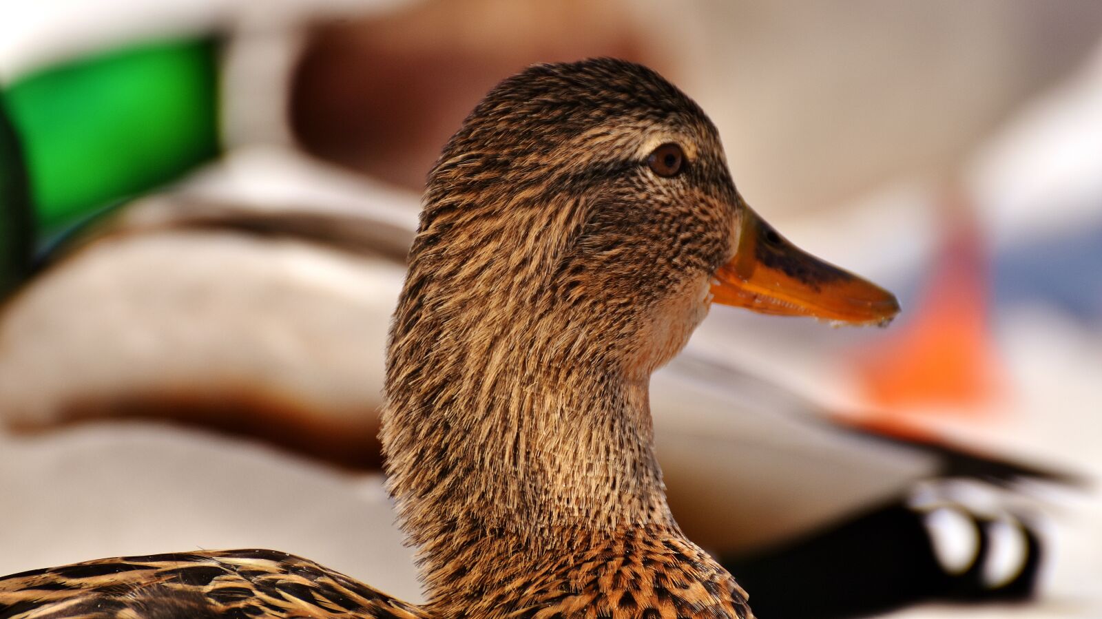 Nikon D7200 sample photo. Duck, mallard, eat photography