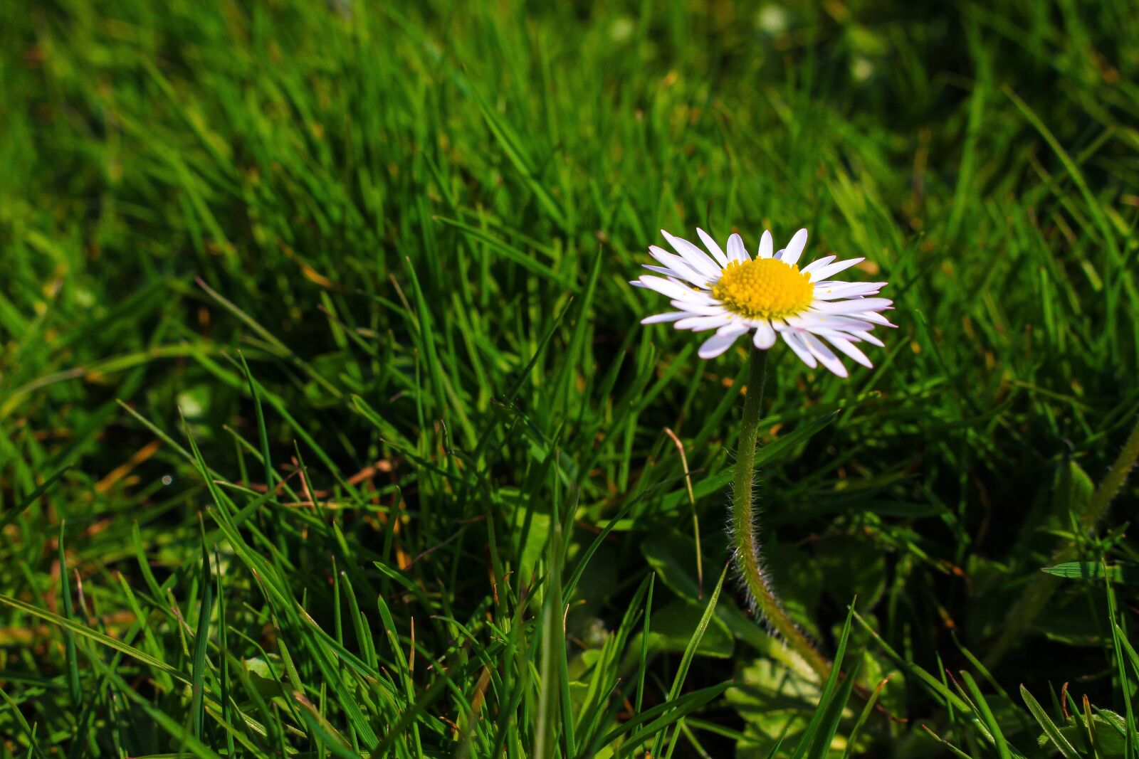 Canon EOS 100D (EOS Rebel SL1 / EOS Kiss X7) sample photo. Daisy, flower, meadow photography