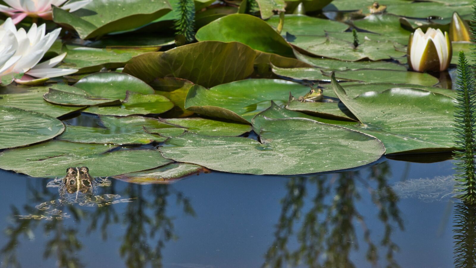 Nikon D5300 sample photo. Frogs, pond, water lily photography