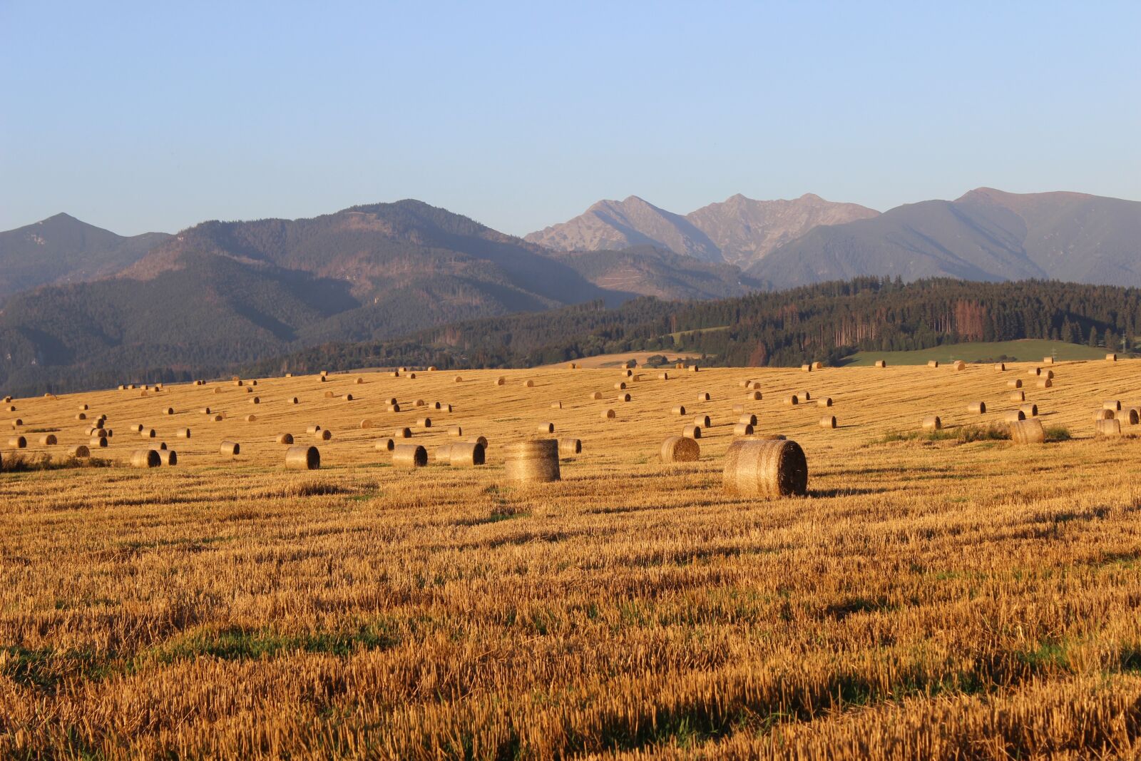 Canon EOS 600D (Rebel EOS T3i / EOS Kiss X5) sample photo. Field, hay, straw photography