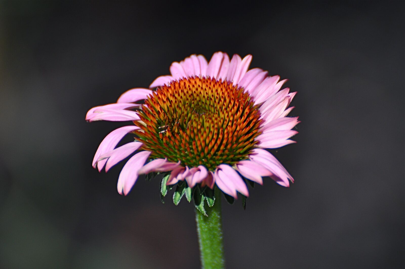 Nikon D90 sample photo. Nature, flora, flower photography