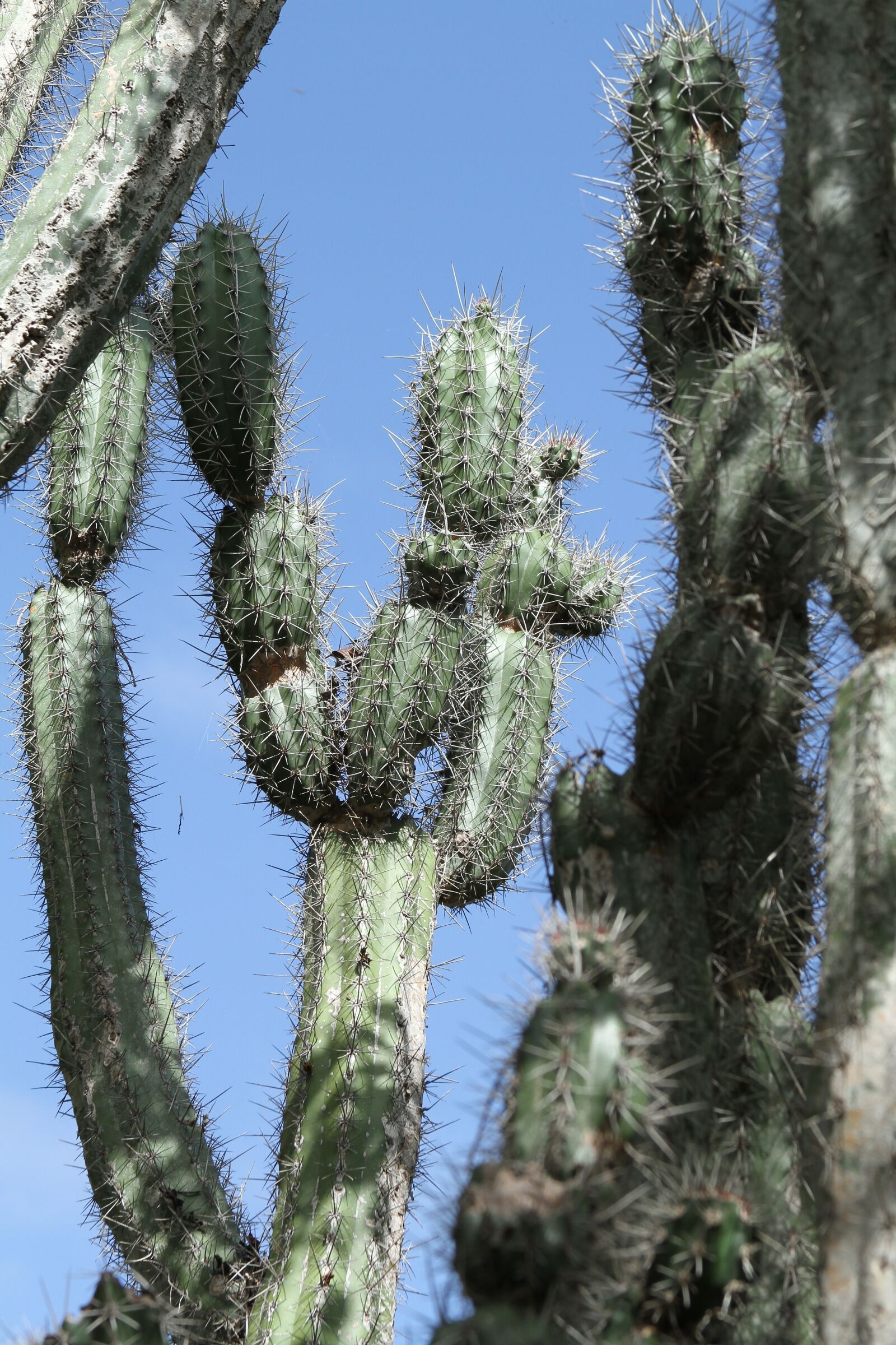Canon EOS 7D sample photo. Cactus, green, spur photography