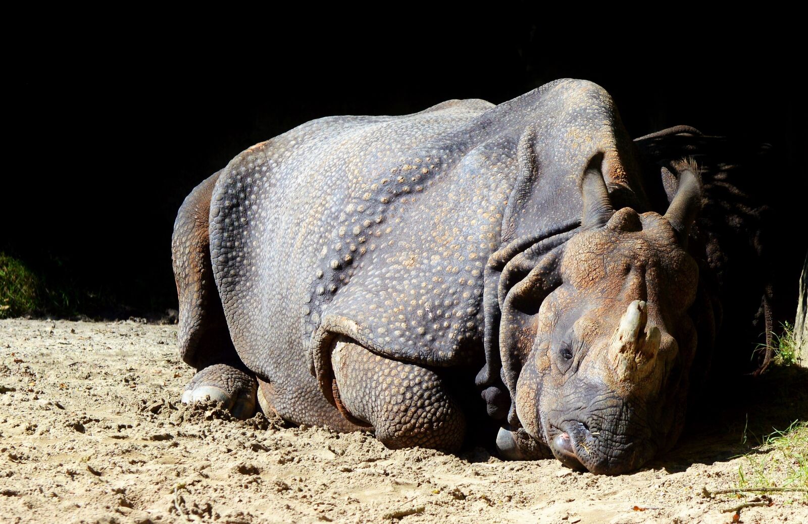 Nikon D3200 sample photo. Rhino, animal, mammal photography