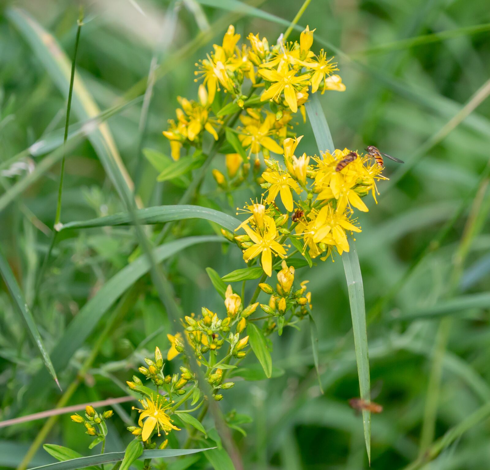Canon EOS 5D Mark III sample photo. Agrimony flower, agrimonia eupatoria photography