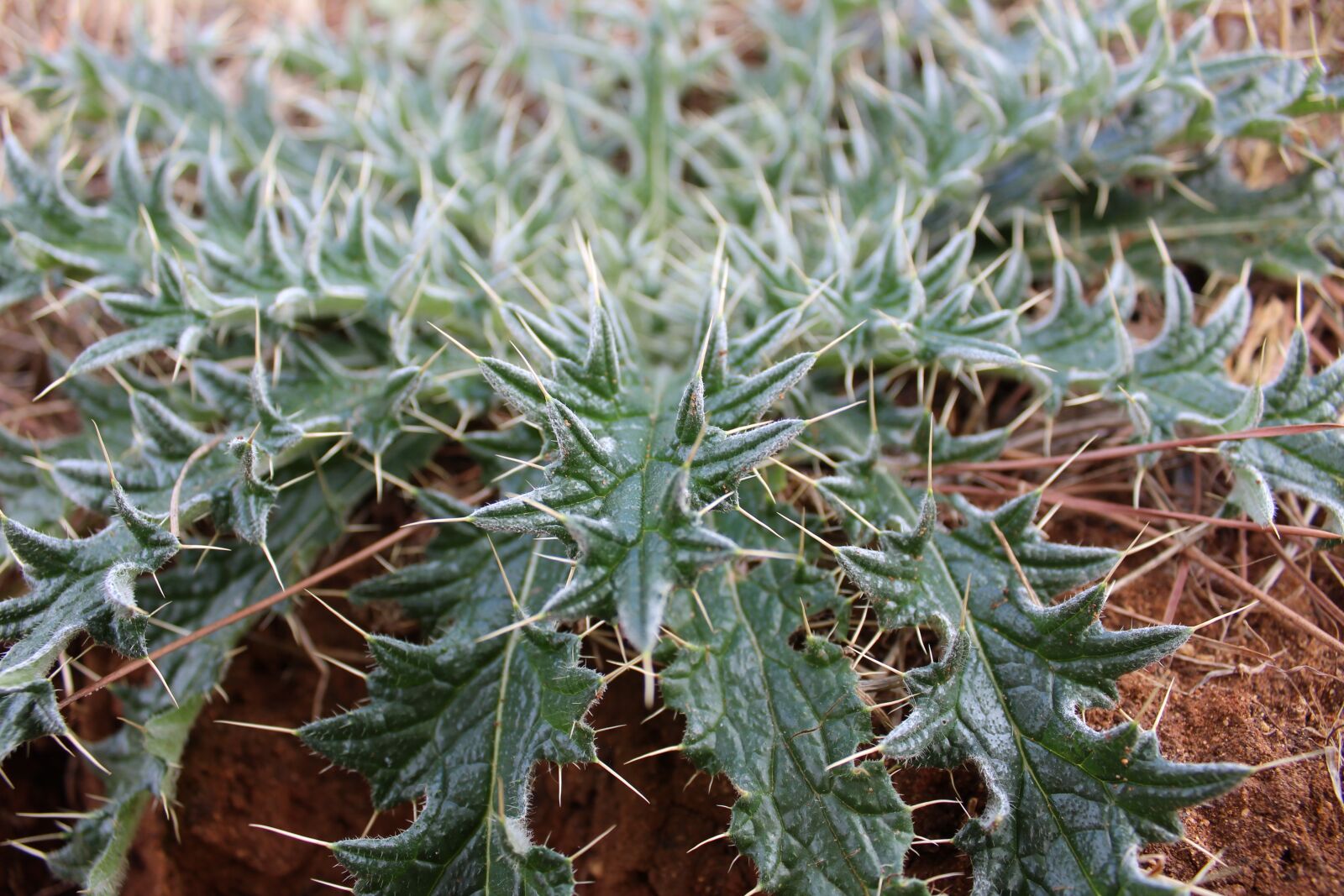 Canon EOS 1200D (EOS Rebel T5 / EOS Kiss X70 / EOS Hi) sample photo. Plant, nature, leaf photography