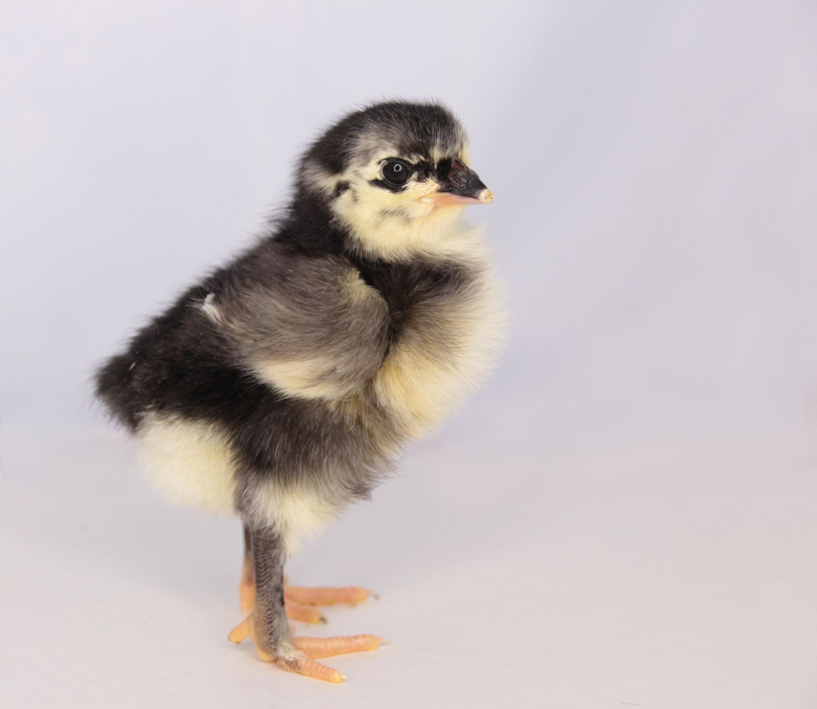 Canon EOS 650D (EOS Rebel T4i / EOS Kiss X6i) sample photo. Chicks, marans, chicken photography