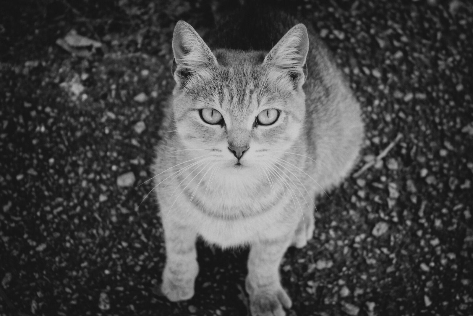 Canon EOS 600D (Rebel EOS T3i / EOS Kiss X5) sample photo. Cat, grey, animal photography