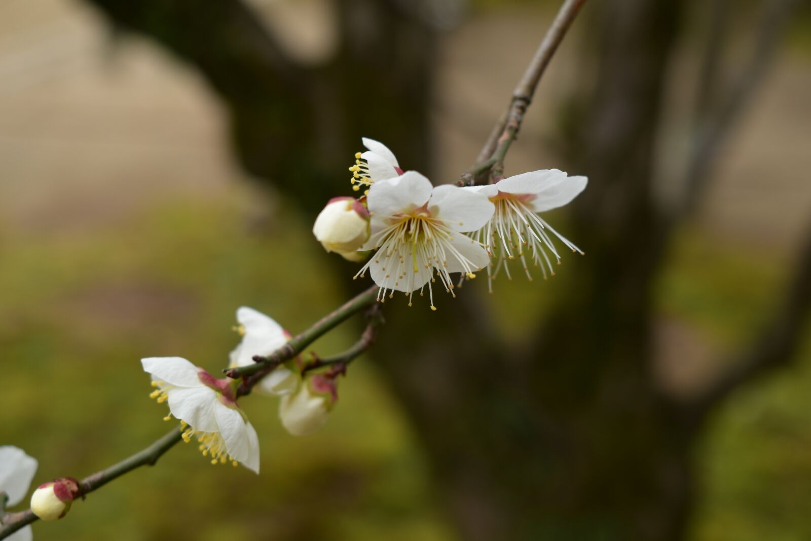 Nikon D5600 sample photo. Japan, sakura, apple blossom photography