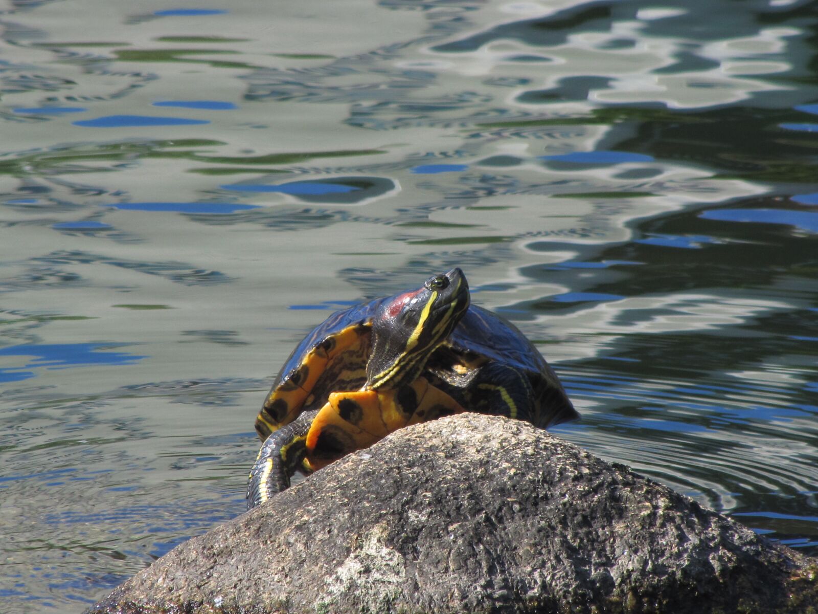 Canon PowerShot SX20 IS sample photo. Painted turtle, pond, rock photography