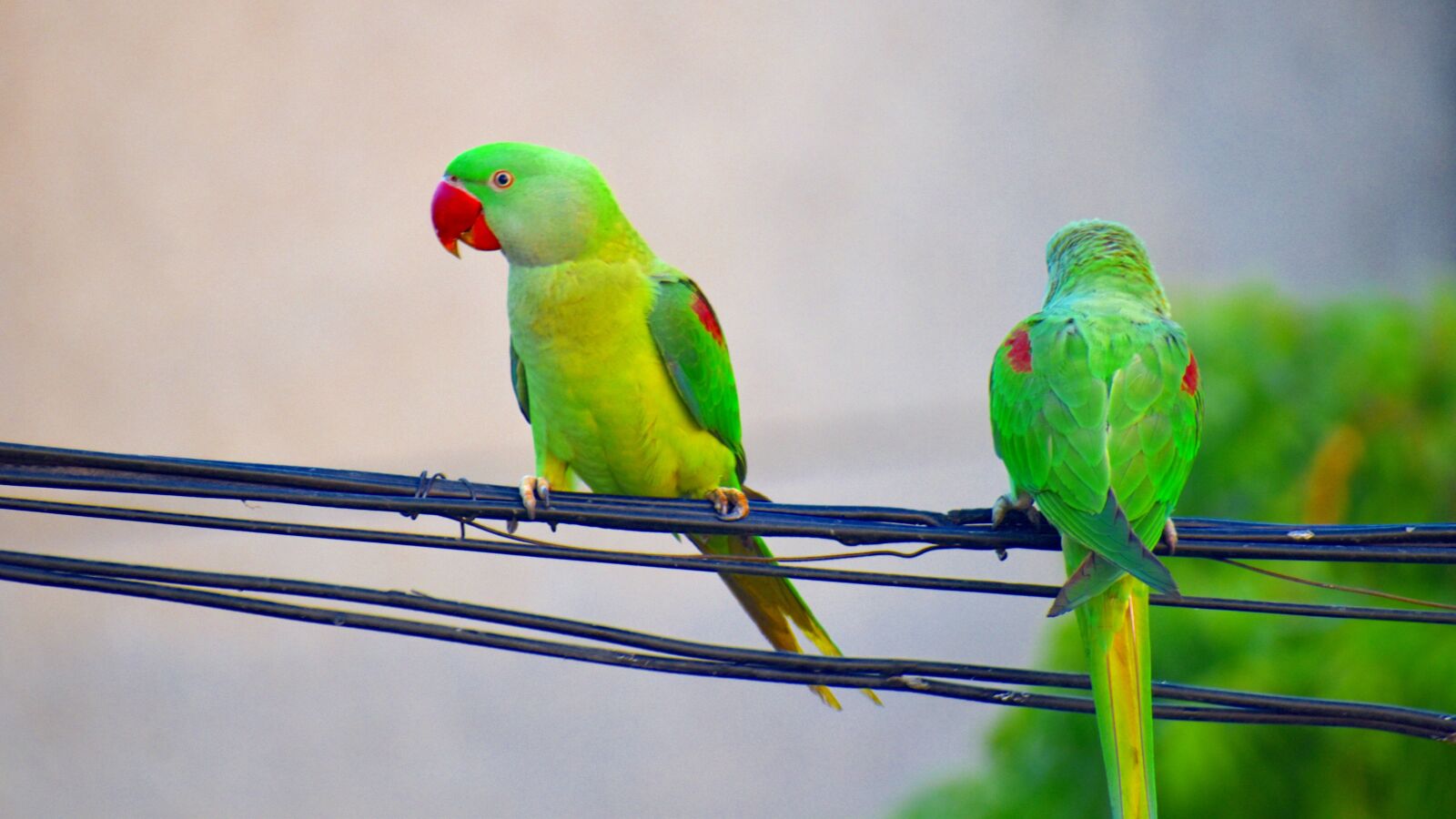 Nikon D5600 sample photo. Parakeets, parrots, bird photography