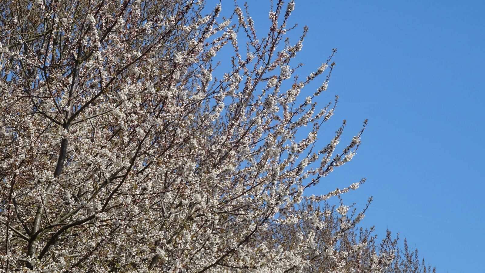 Sony DSC-HX60 sample photo. Spring, flourishing, flowers photography