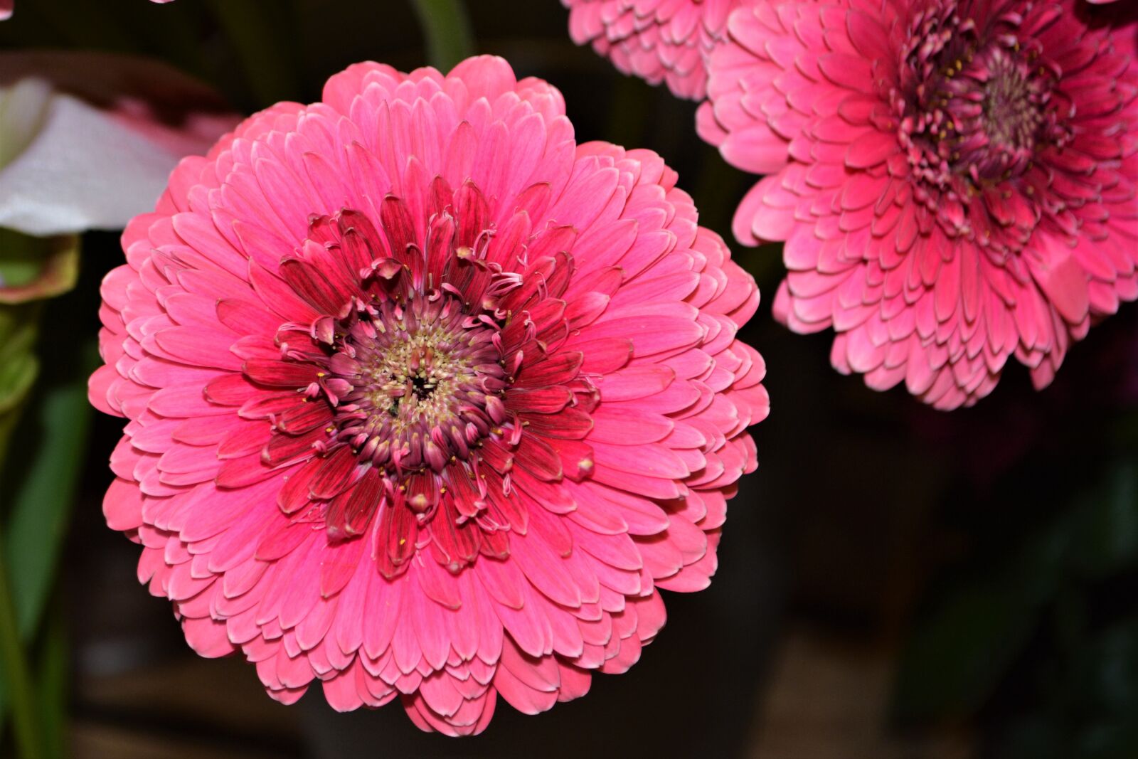 Nikon D5200 sample photo. Pink flower, pink gerbera photography