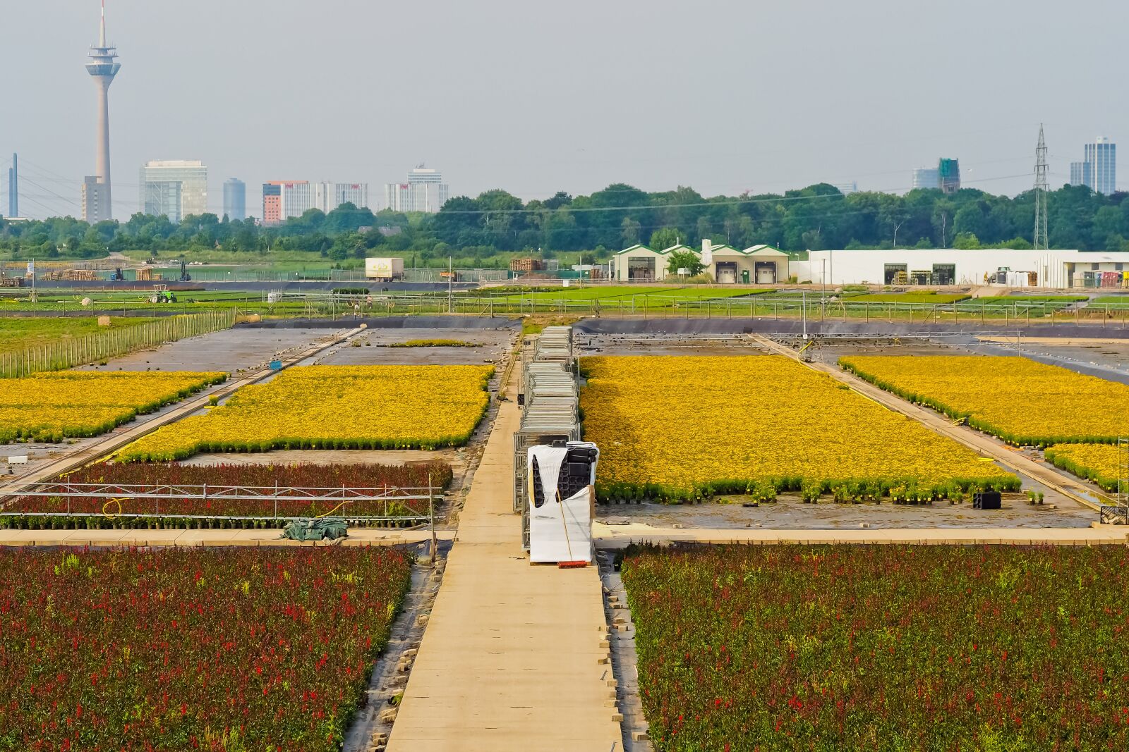 Olympus OM-D E-M10 sample photo. Agriculture, flowers, nature photography