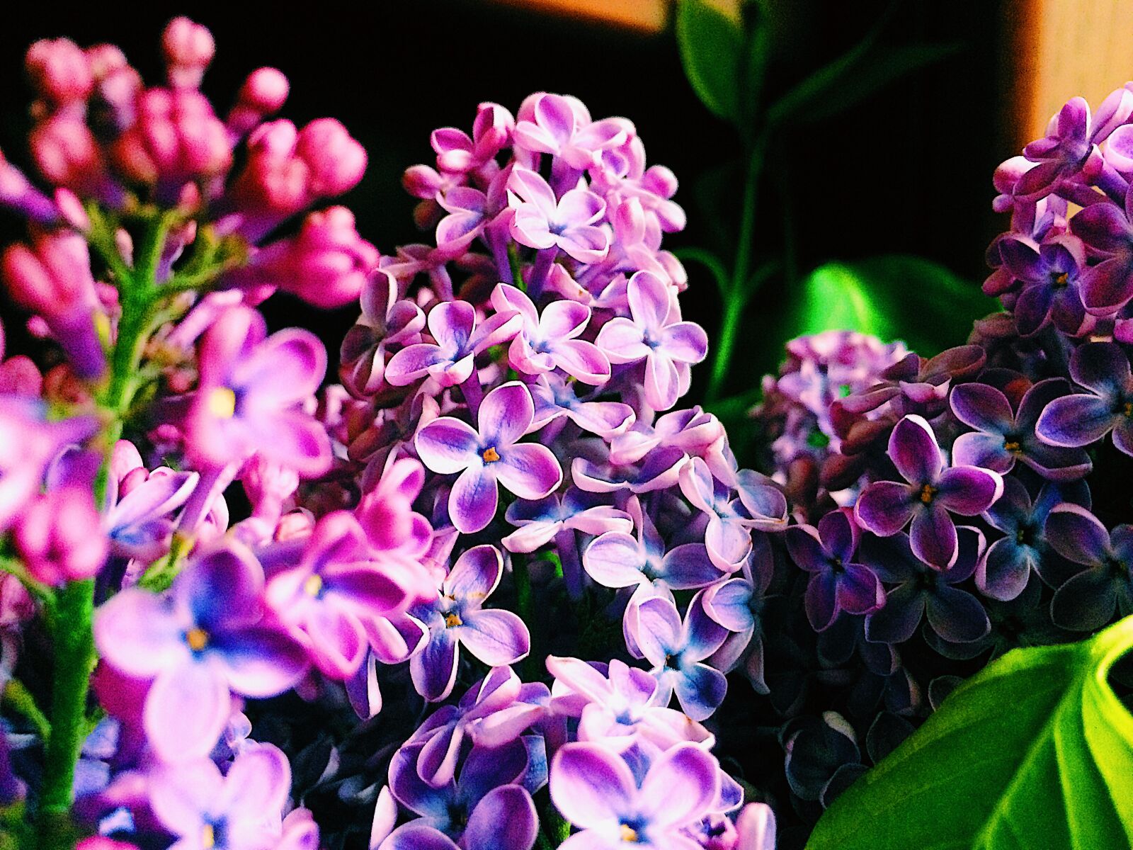 iPhone 5s back camera 4.15mm f/2.2 sample photo. Vladakaf, lilac, nice, photo photography