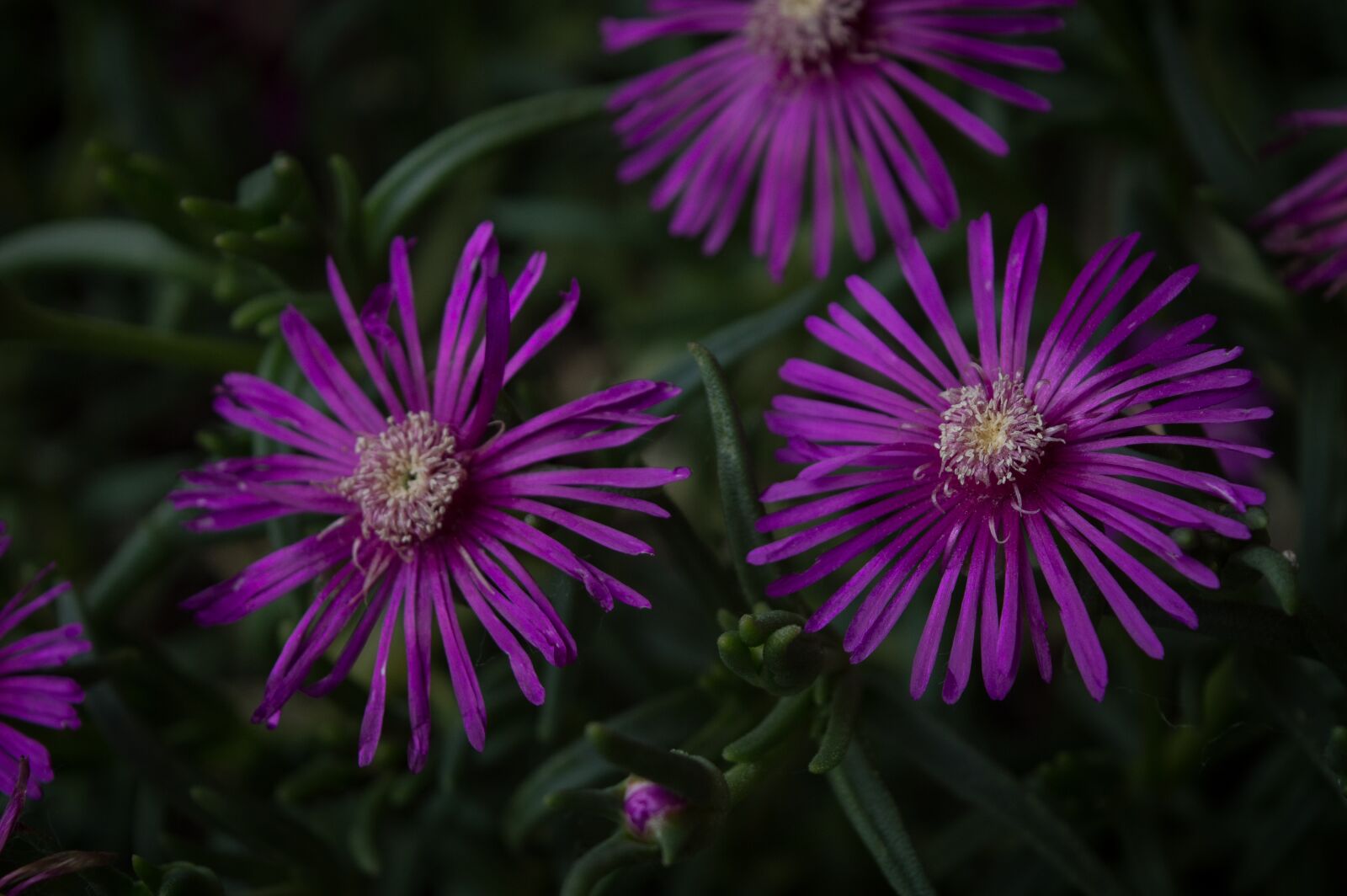 Nikon D3200 sample photo. Purple, green, plant photography