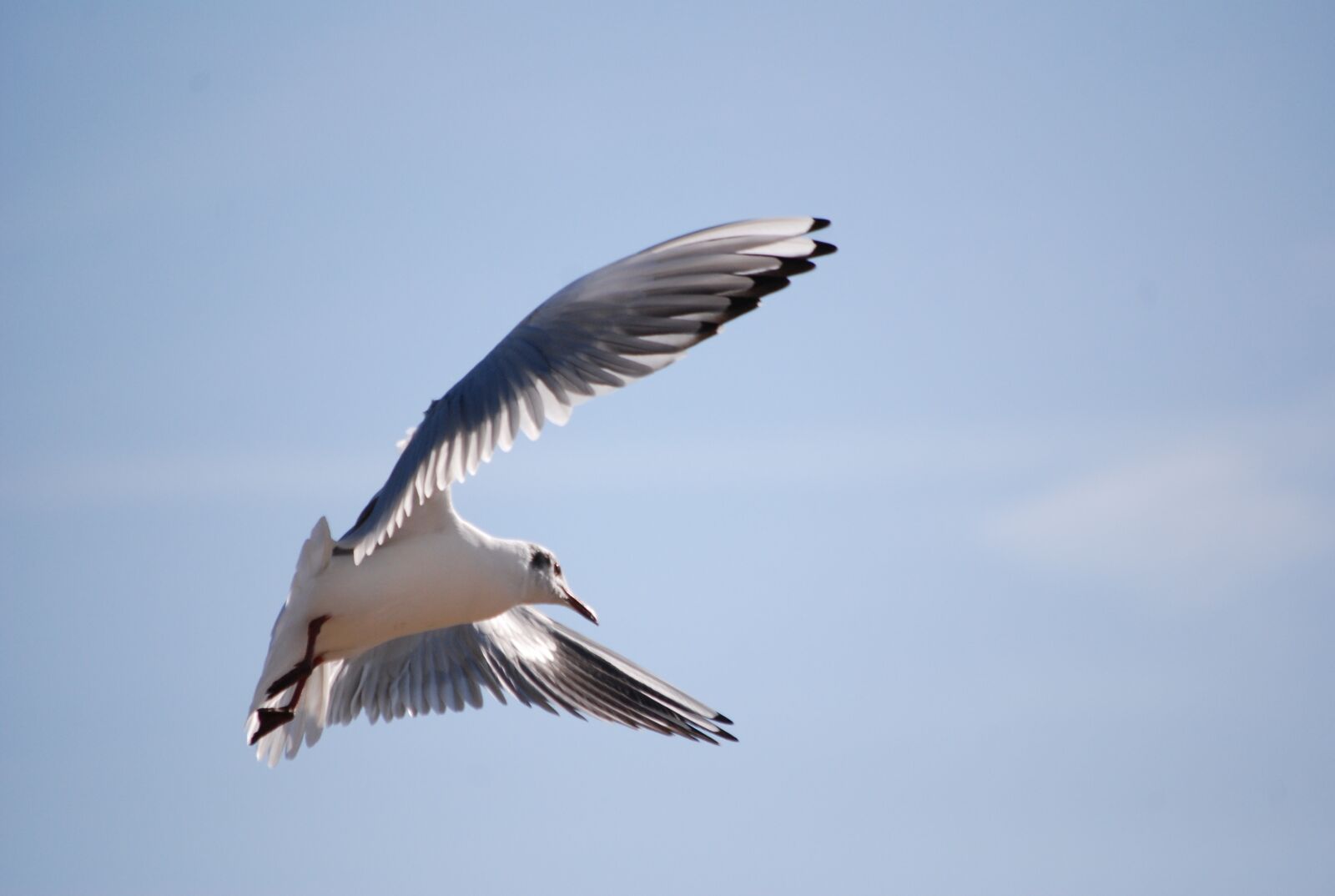 Nikon D80 sample photo. Bird, seagull, fly photography