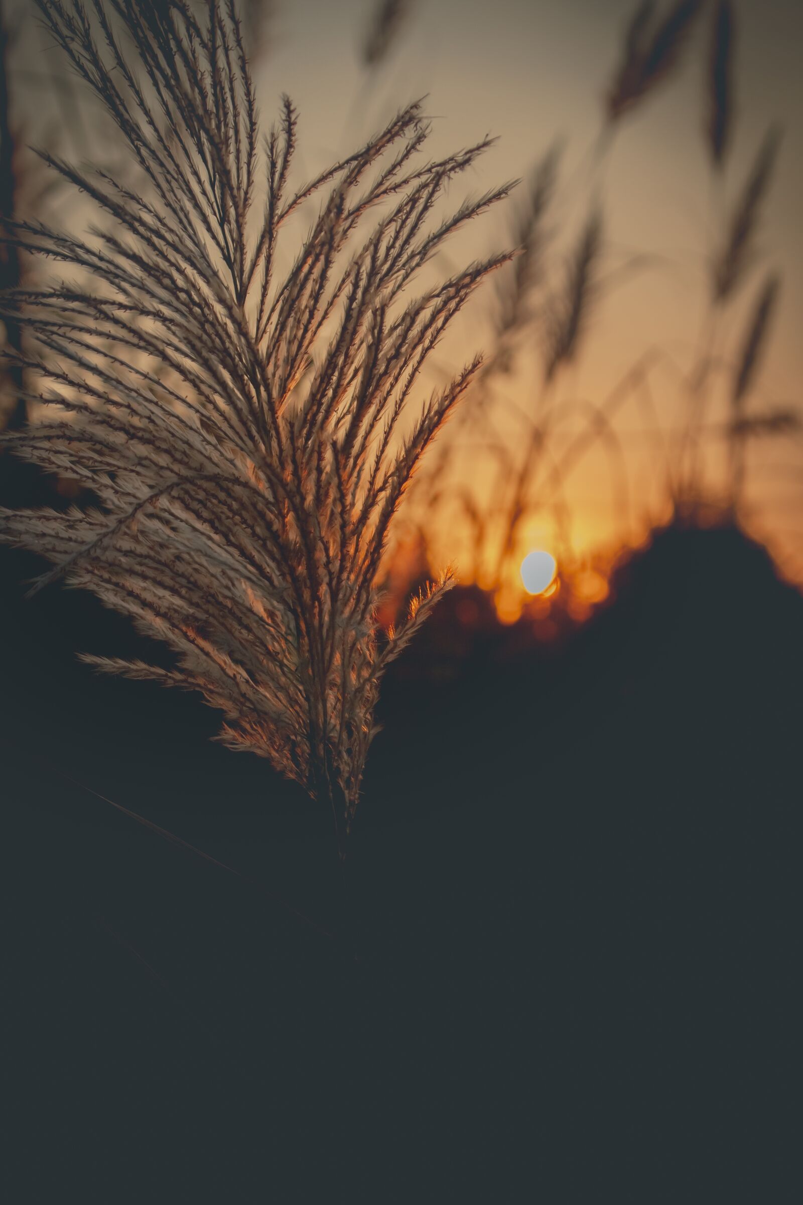 Canon EOS 700D (EOS Rebel T5i / EOS Kiss X7i) sample photo. Sky, west, grass photography