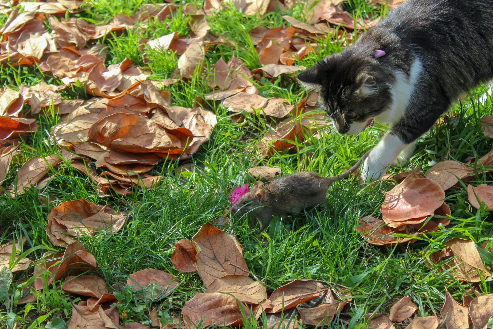 Canon EOS 1300D (EOS Rebel T6 / EOS Kiss X80) sample photo. Cat, pet, hunting photography