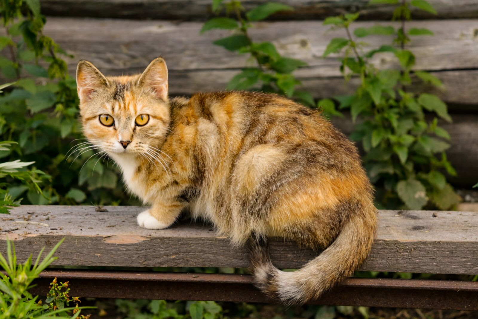 Canon EOS 200D (EOS Rebel SL2 / EOS Kiss X9) sample photo. Cat, ryzhyi, redhead photography