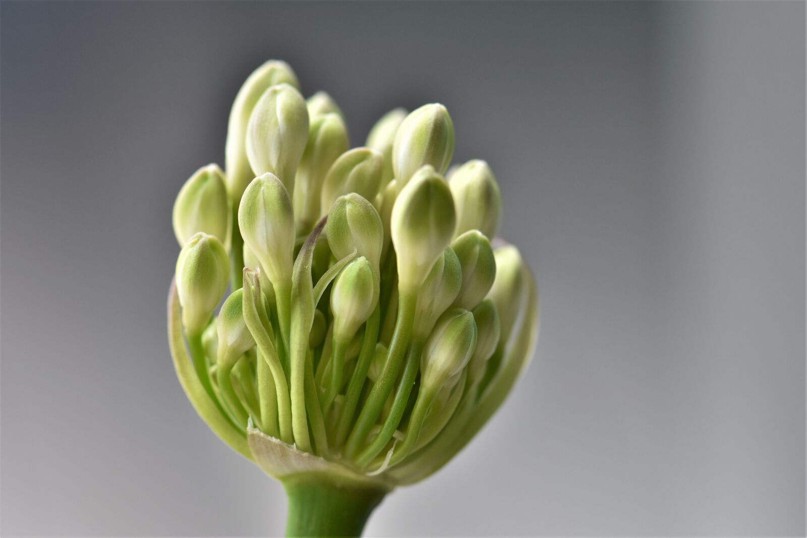 Nikon D5500 sample photo. Agapanthus, flower, blossom photography
