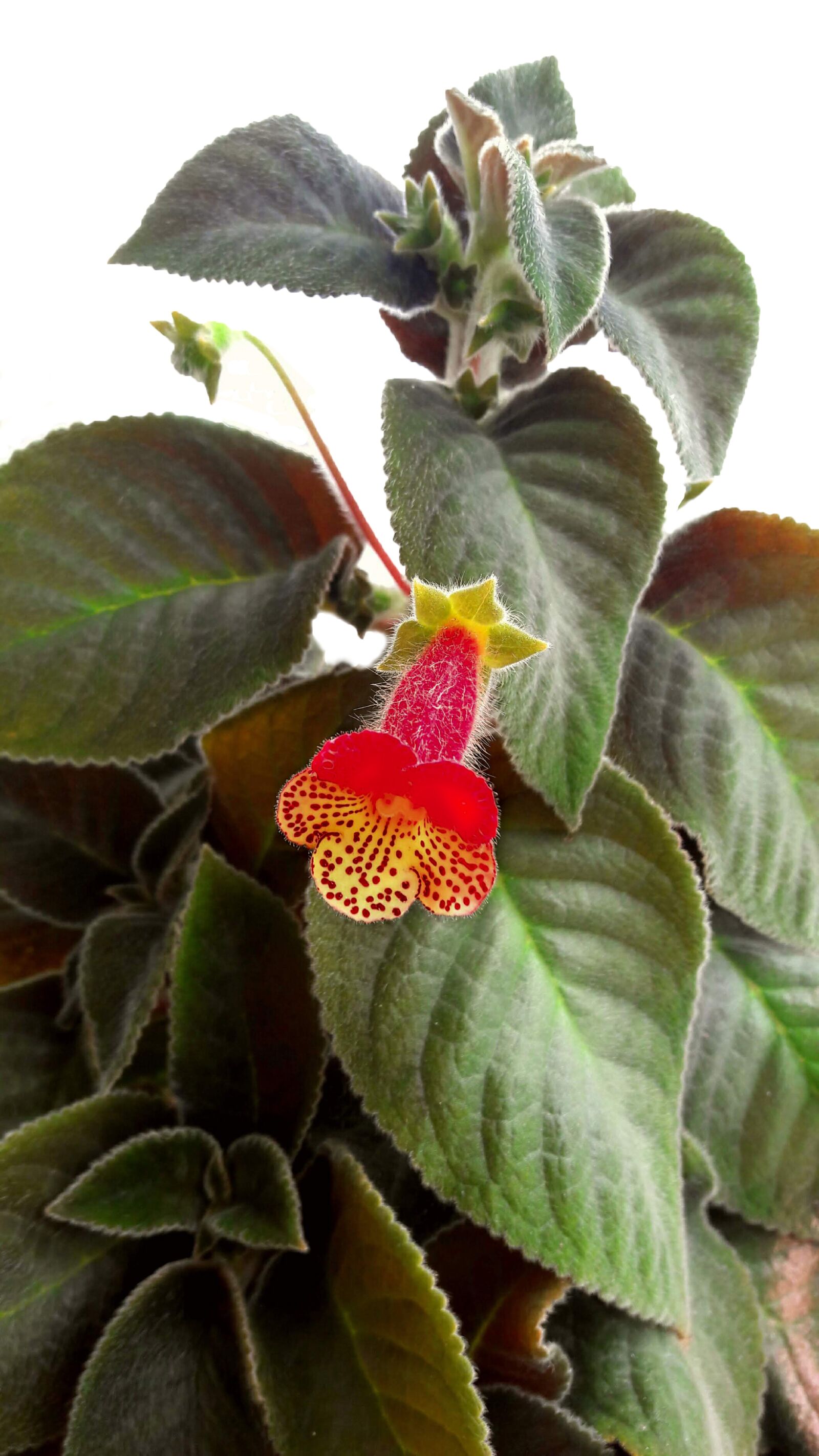 Samsung Galaxy J7 sample photo. Plant, flower, nature photography