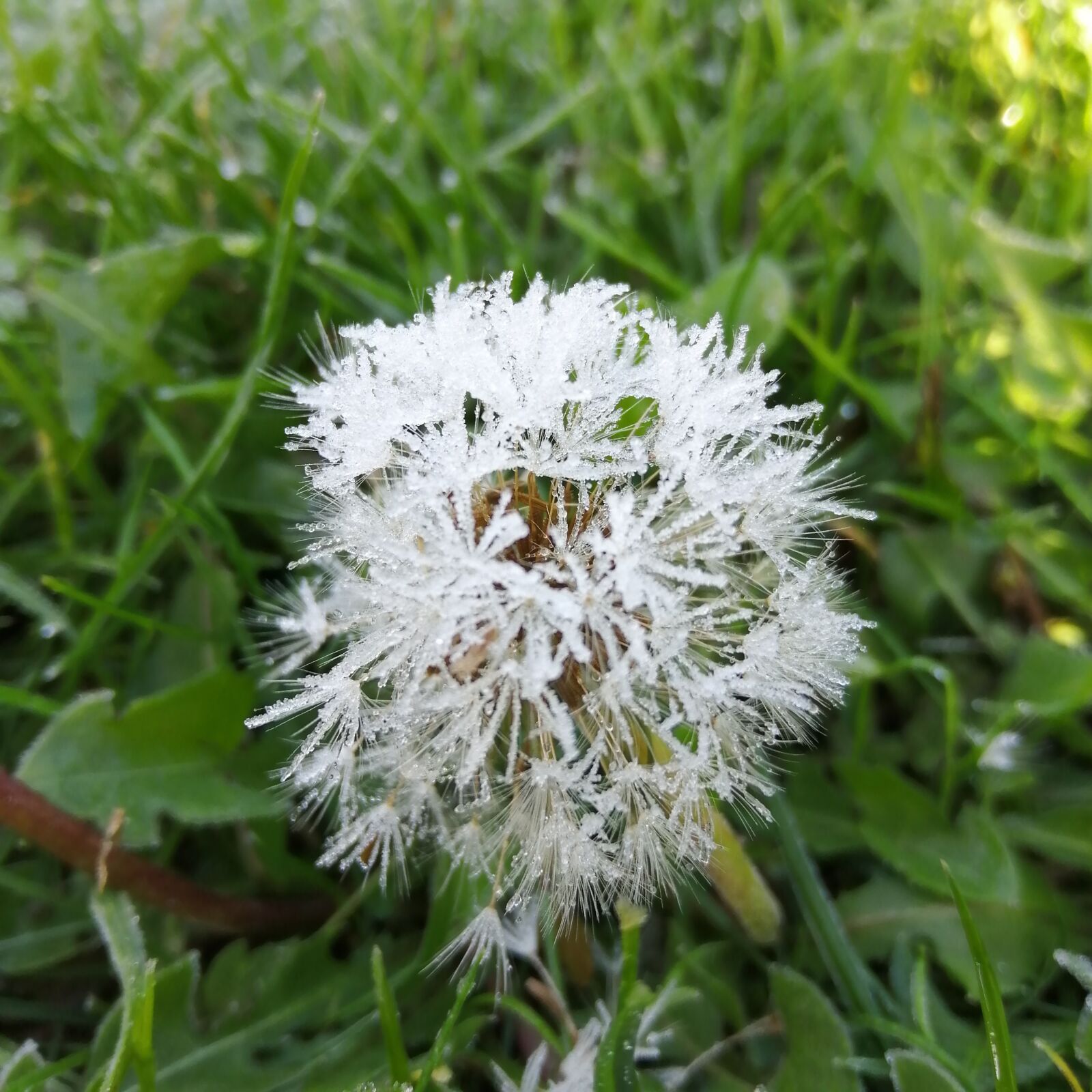 HUAWEI Honor 10 Lite sample photo. Dandelion, frost, winter photography