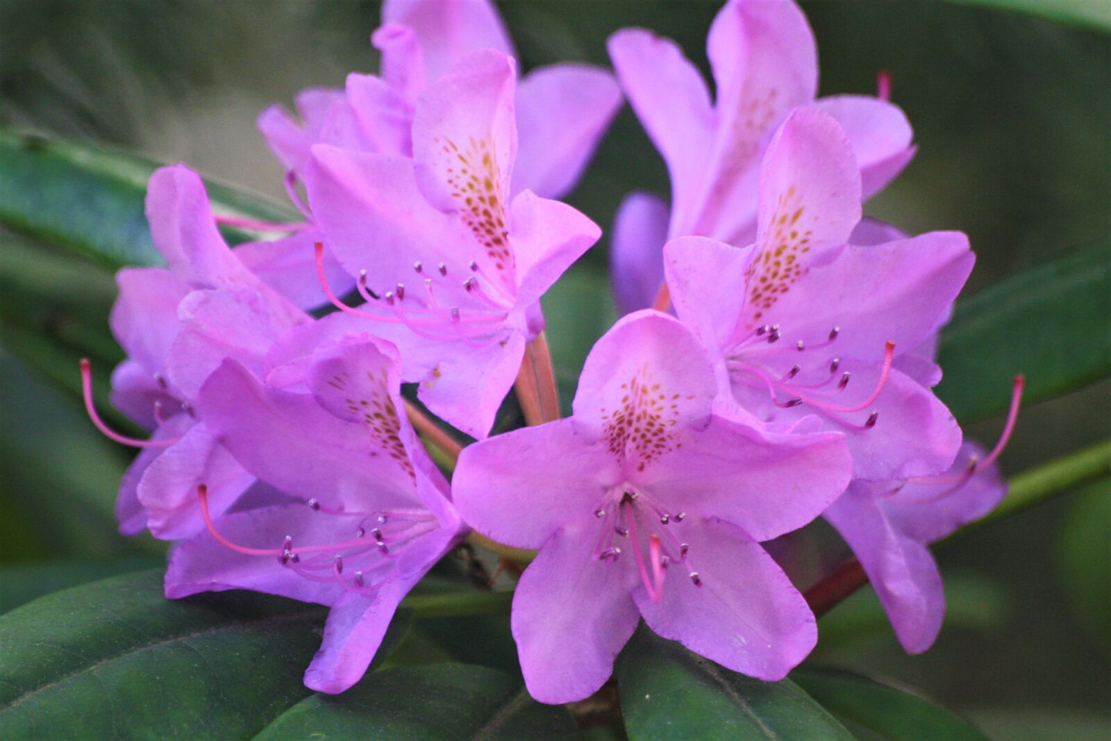 Canon EOS 1000D (EOS Digital Rebel XS / EOS Kiss F) sample photo. Rhododendron, blossom, bloom photography