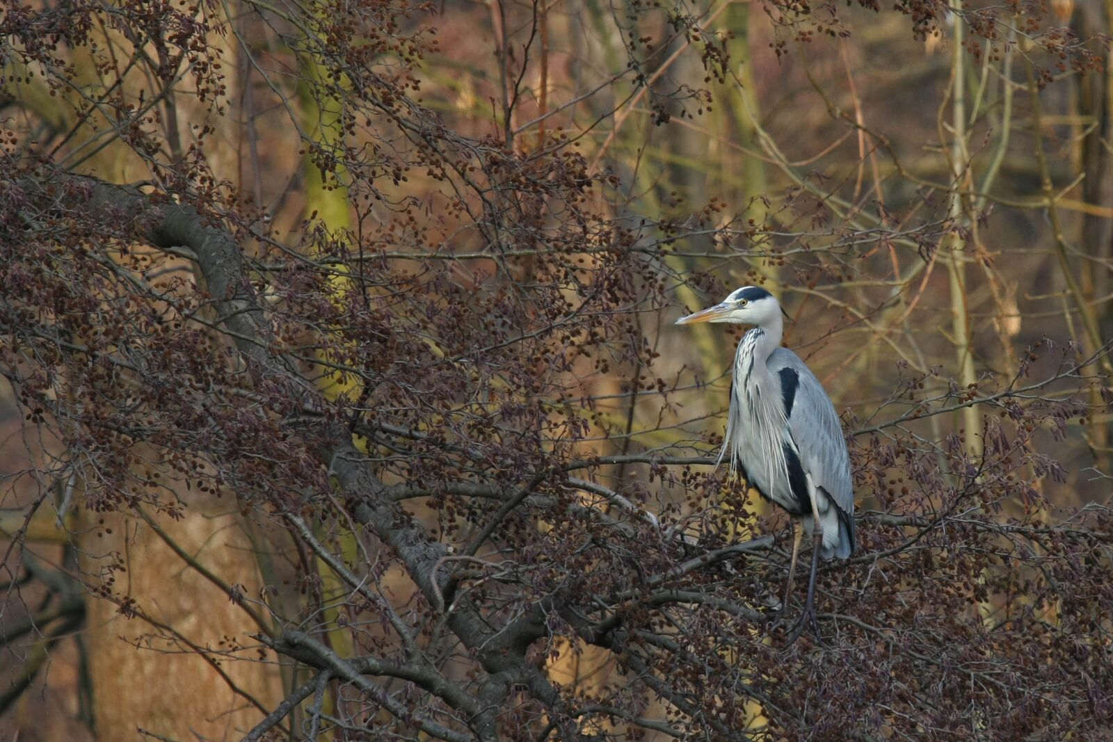 Canon EOS 40D sample photo. Bird, nature, animal world photography