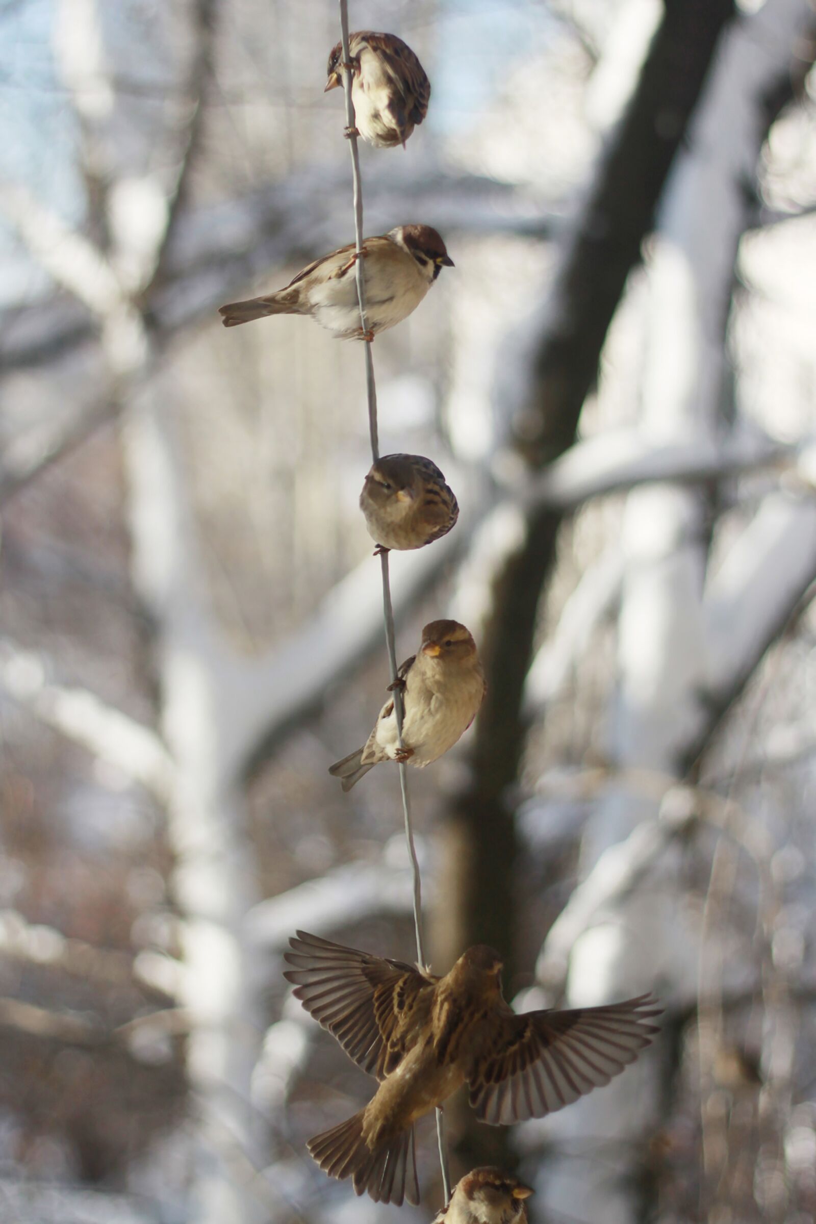 Canon EOS 50D sample photo. Sparrows, winter, russia photography