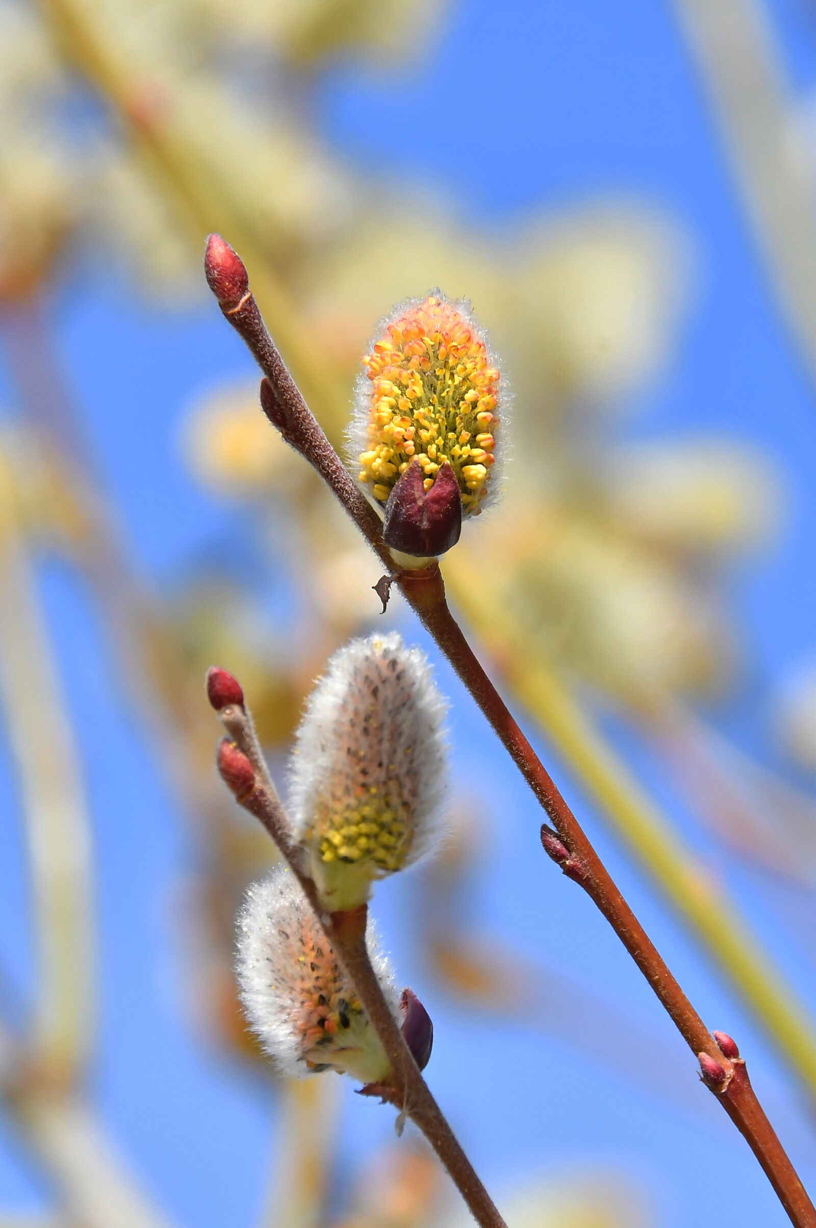 Nikon D3200 sample photo. Spring, barka, bloom photography