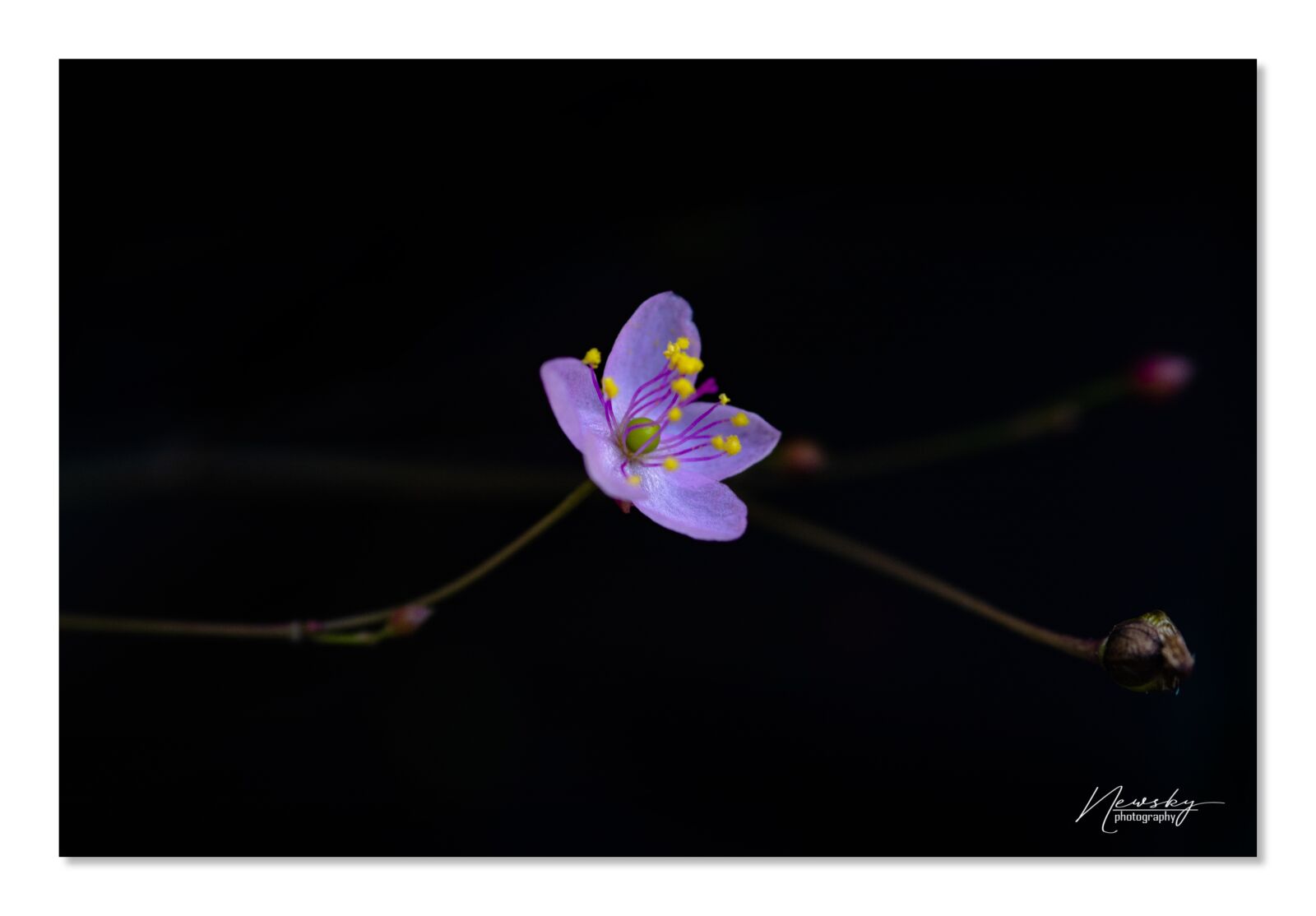 Nikon D7100 sample photo. Ginseng flowers, macro photography photography