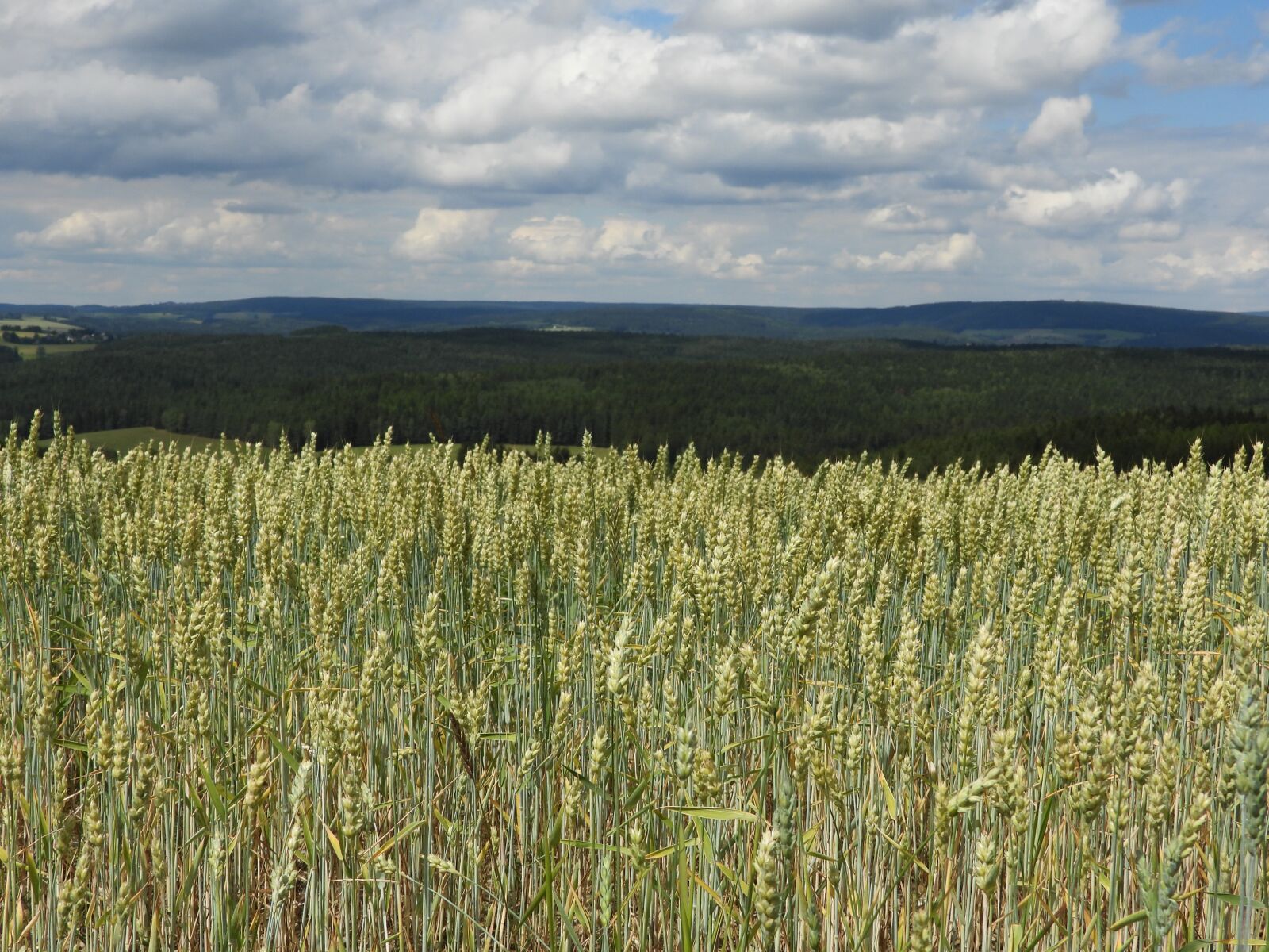 Nikon Coolpix P1000 sample photo. Cornfield, field, nature photography