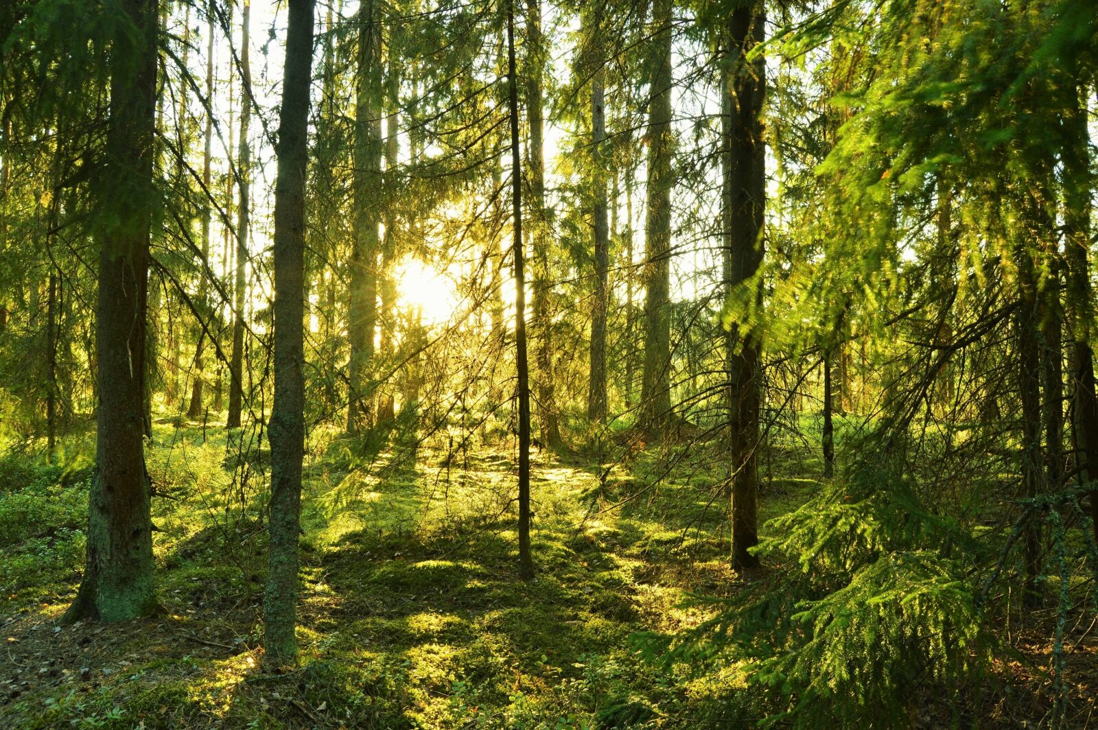 Nikon D3200 sample photo. Solar, sunlight, sunny photography