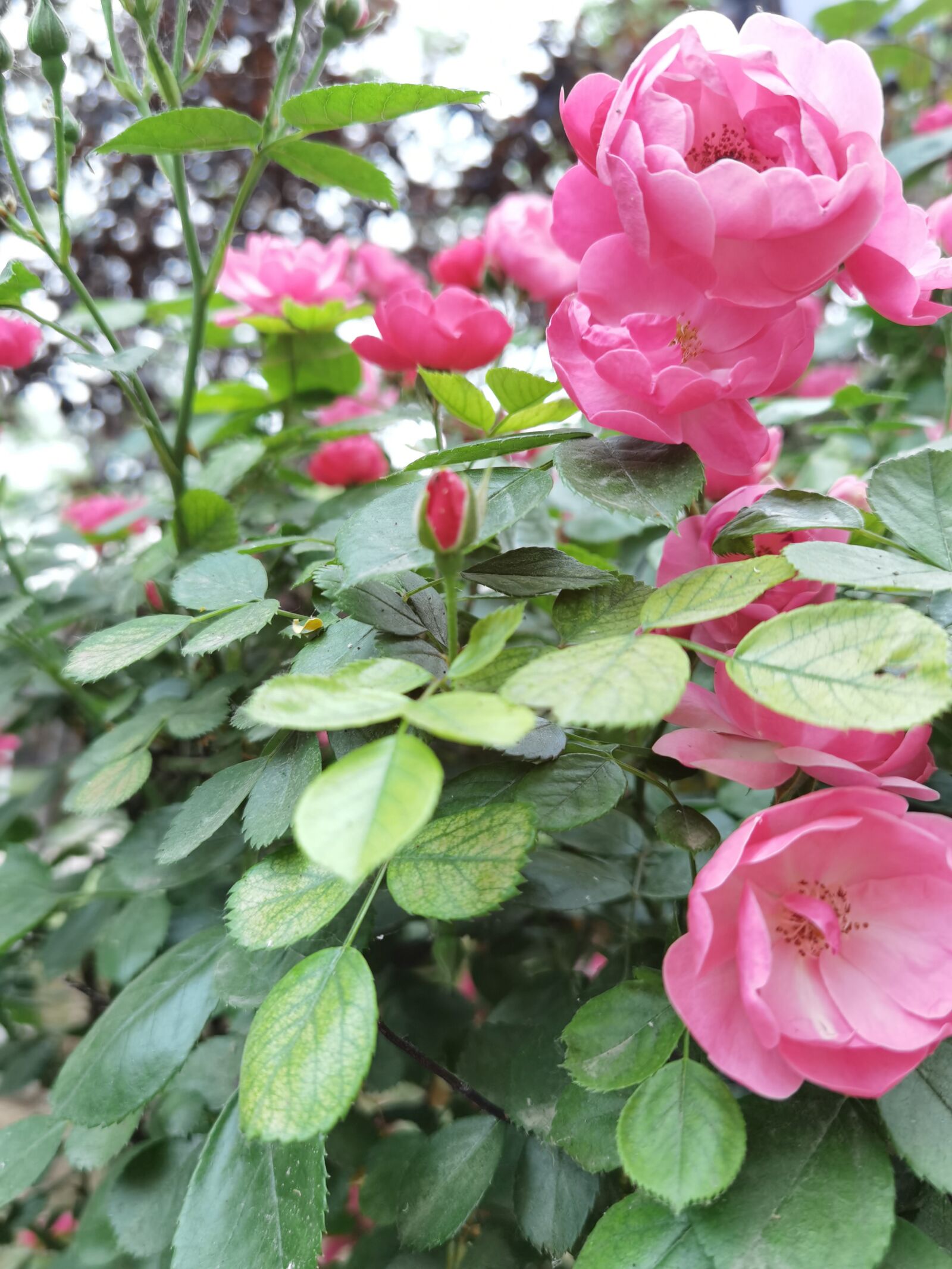 HUAWEI ELS-AN00 sample photo. Roses, rose, flower photography
