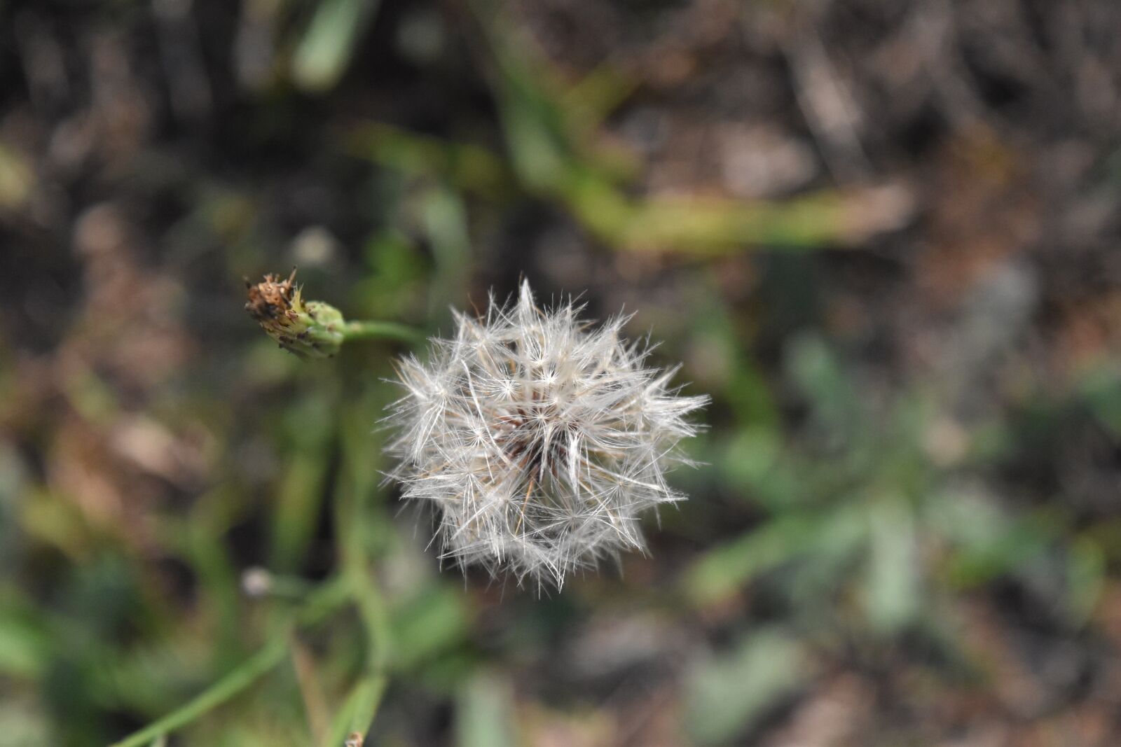 Nikon D5500 sample photo. Clover, field, nature photography