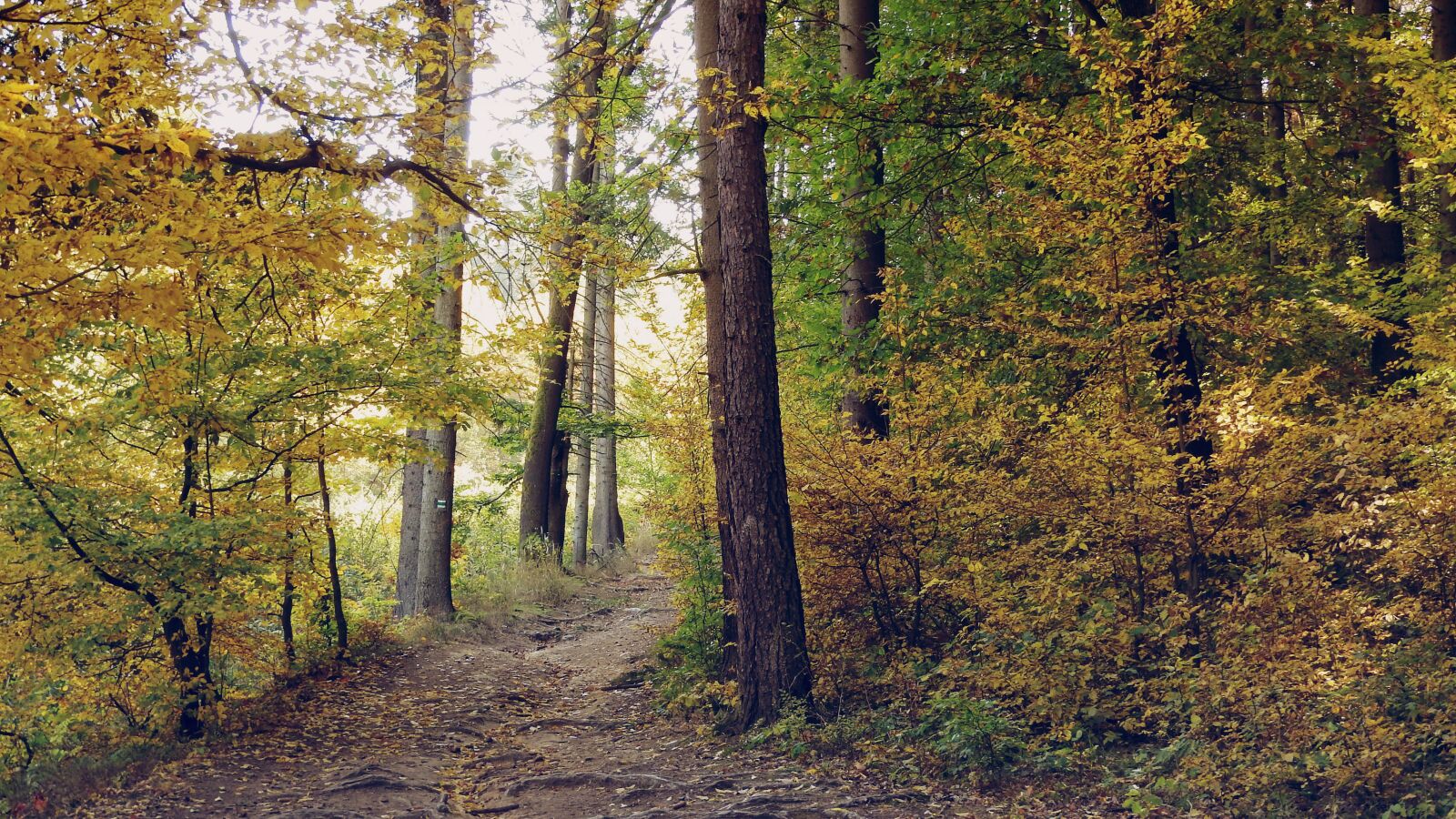 Nikon Coolpix P610 sample photo. Forest road, autumn forest photography